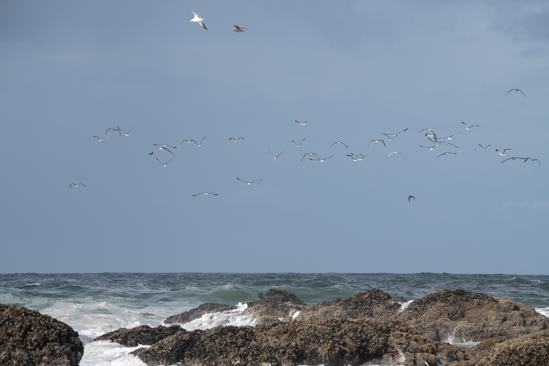 Seal Rock State Recreation Site