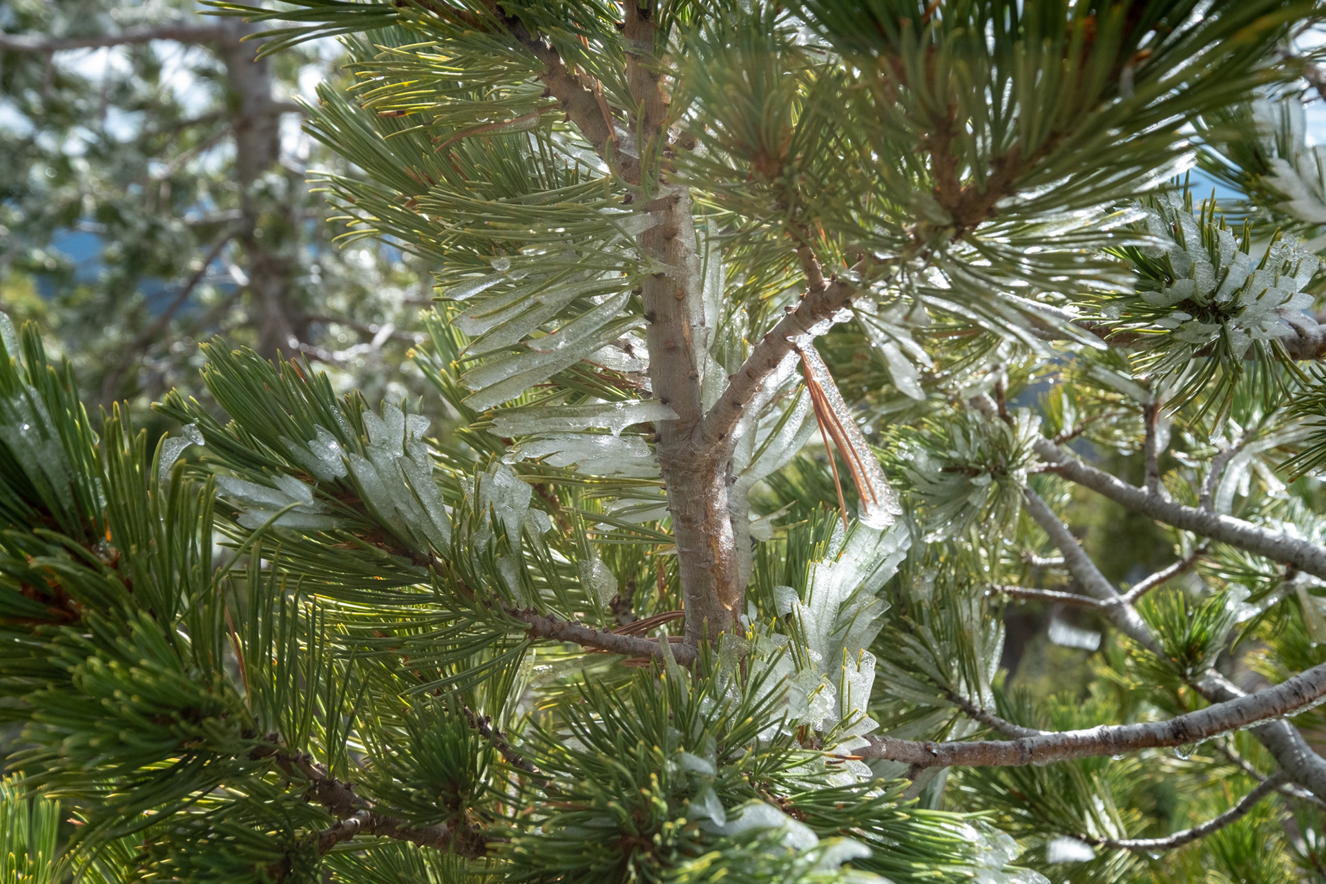 Crater Lake N.P. - trillo a The Watchman