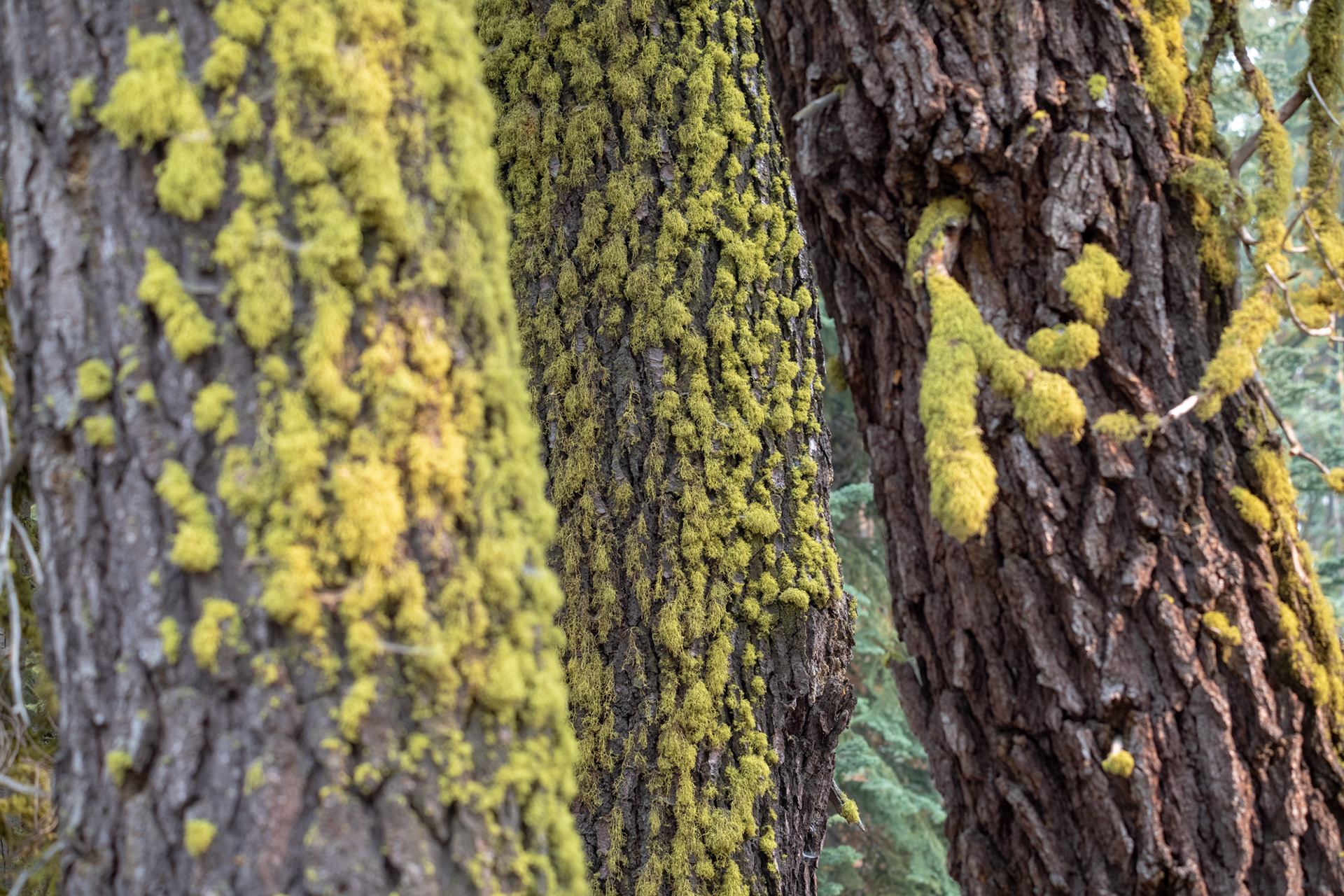 Yosemite - Trillo hacia Taft Point