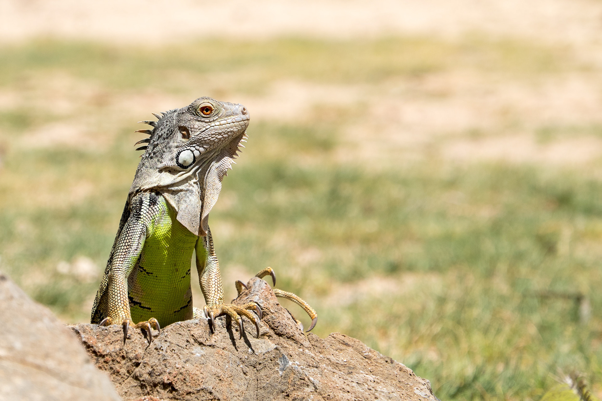 Who Are You Looking At? - The most common inhabitant of Saint Martin are the iguanas. By the way, this little fellow here... pretty domesticated and friendly. Ilet Pinel, Saint Martin