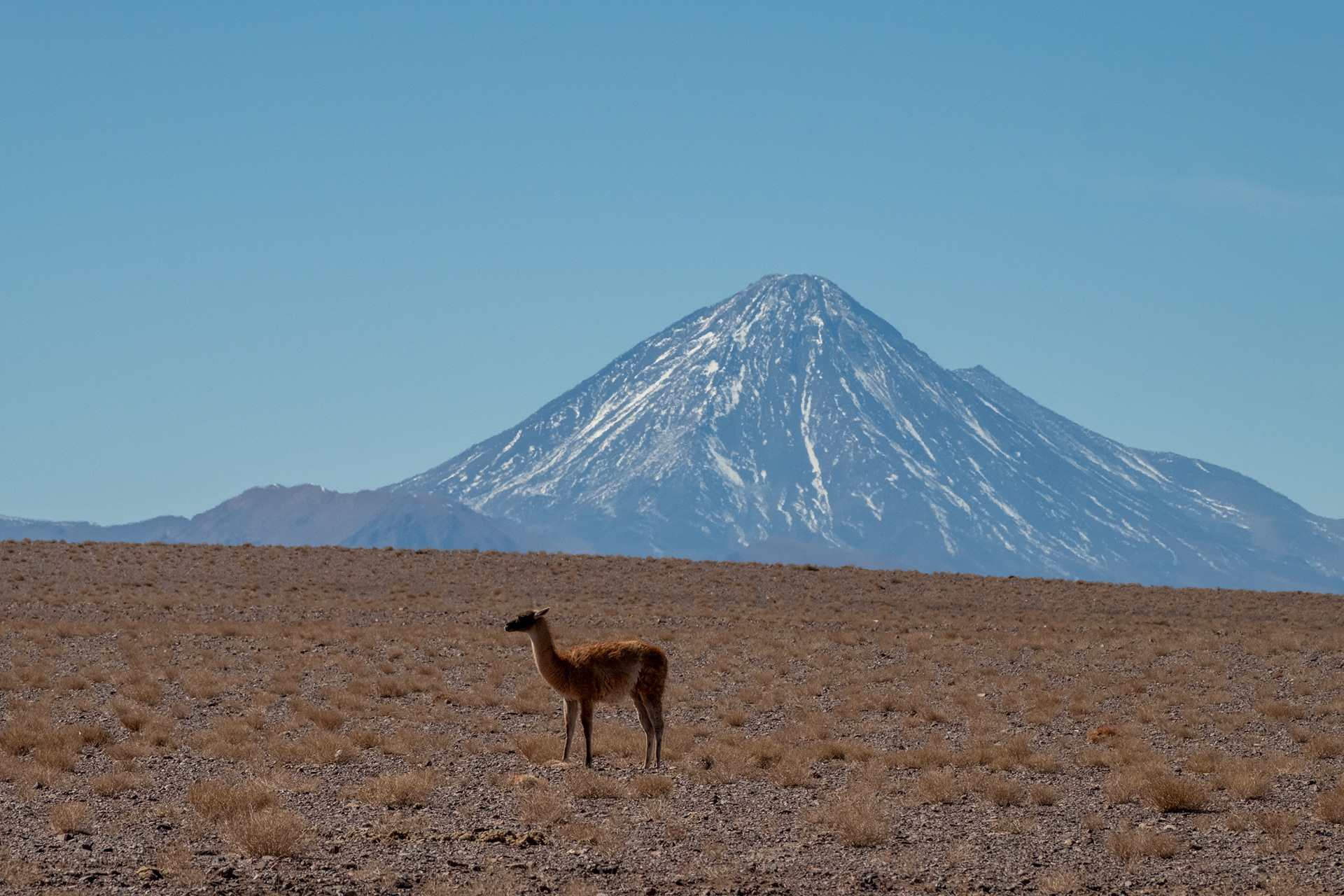Guanacos en la ruta rumbo a Petroglifos de Yerbas Buenas