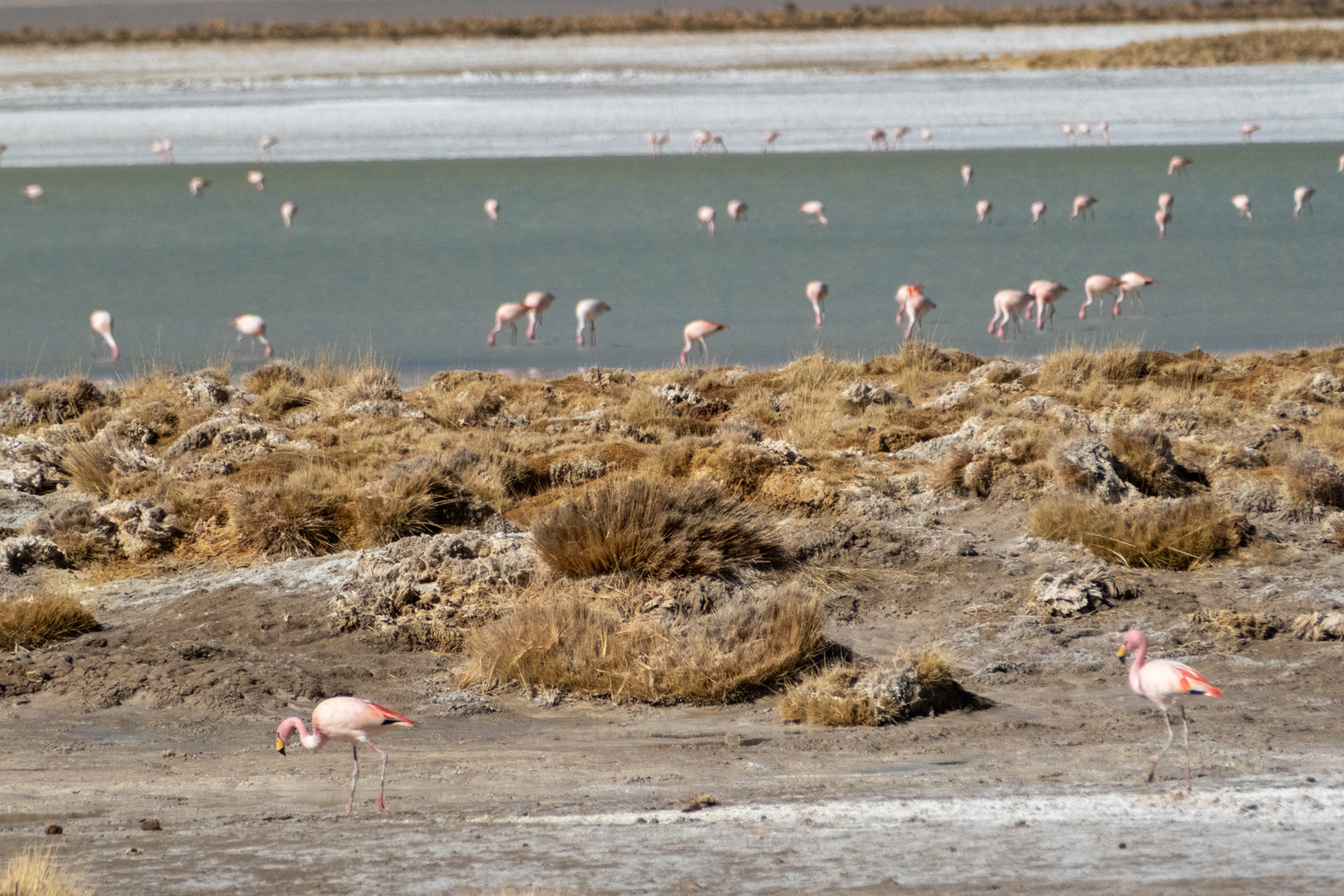Salar del Huasco