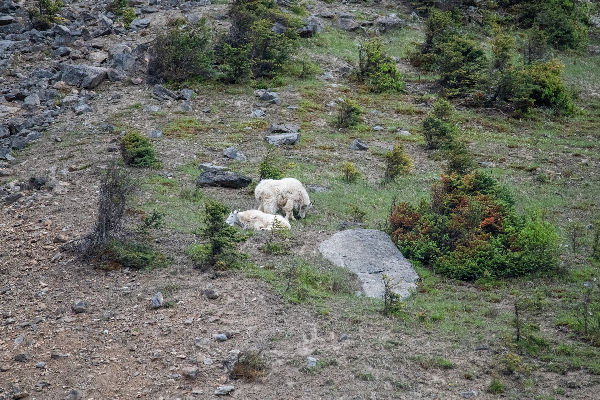 Cascada Takakkaw - cabras de montaña