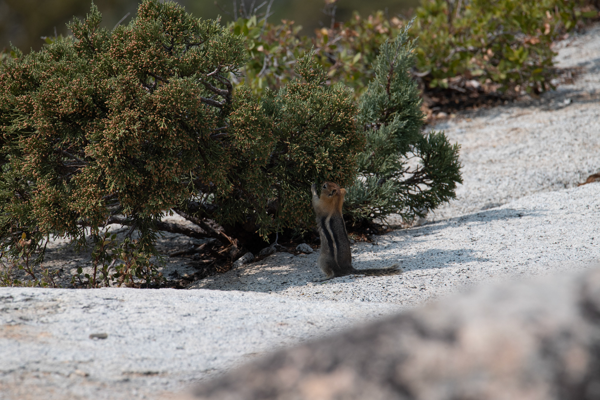 Yosemite - Olmsted point (mirador)