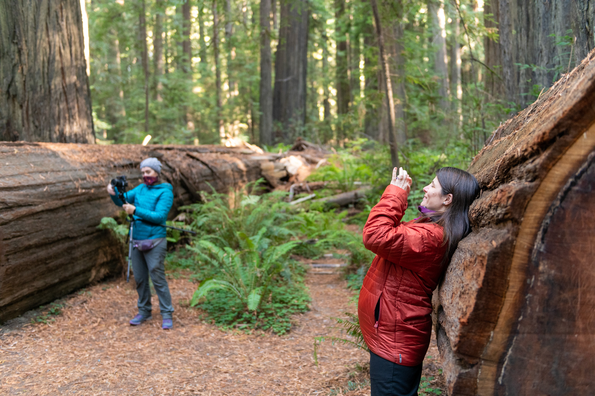 Trillo Founder's grove