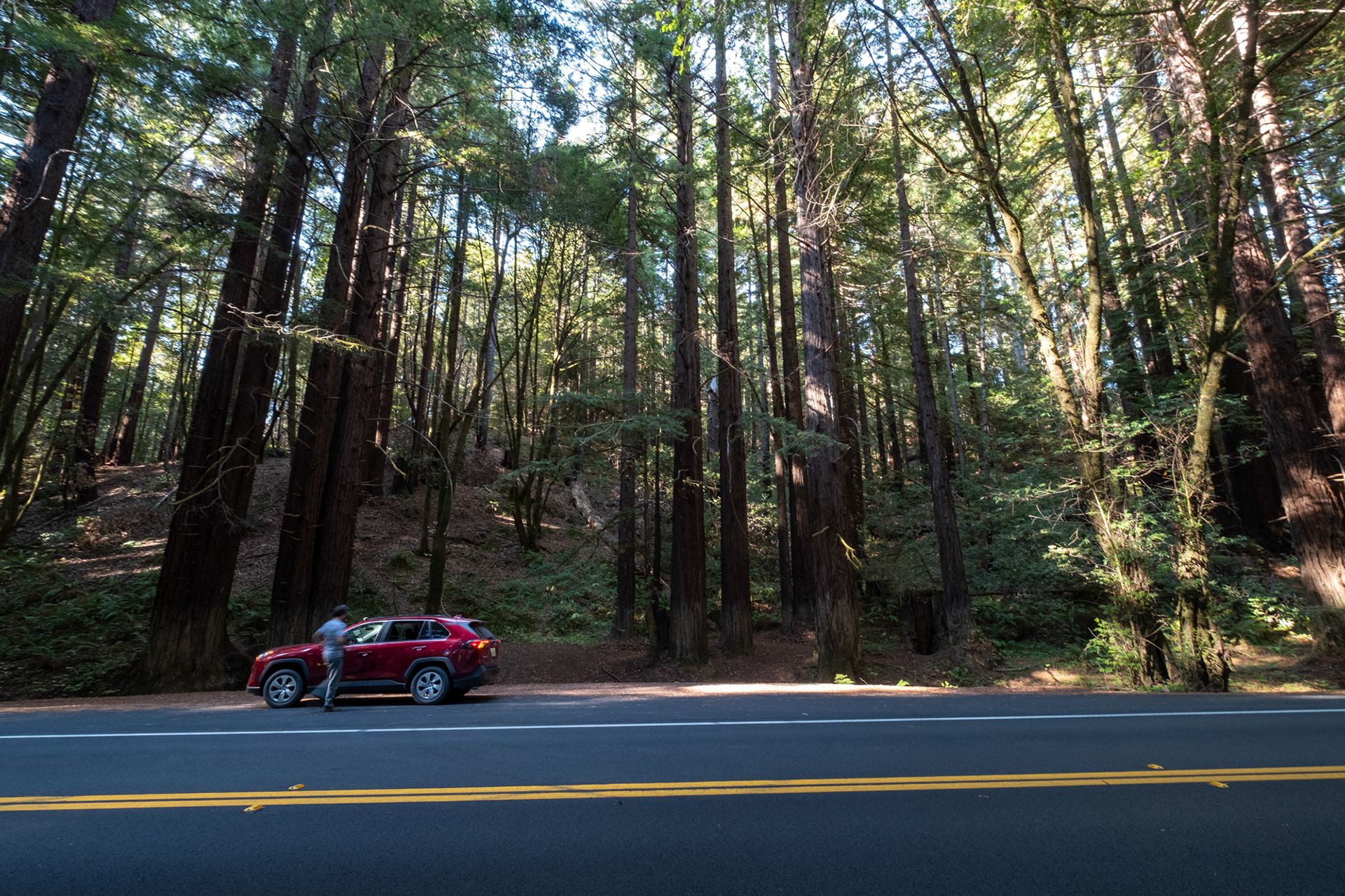 Ruta 128W - Sequoias