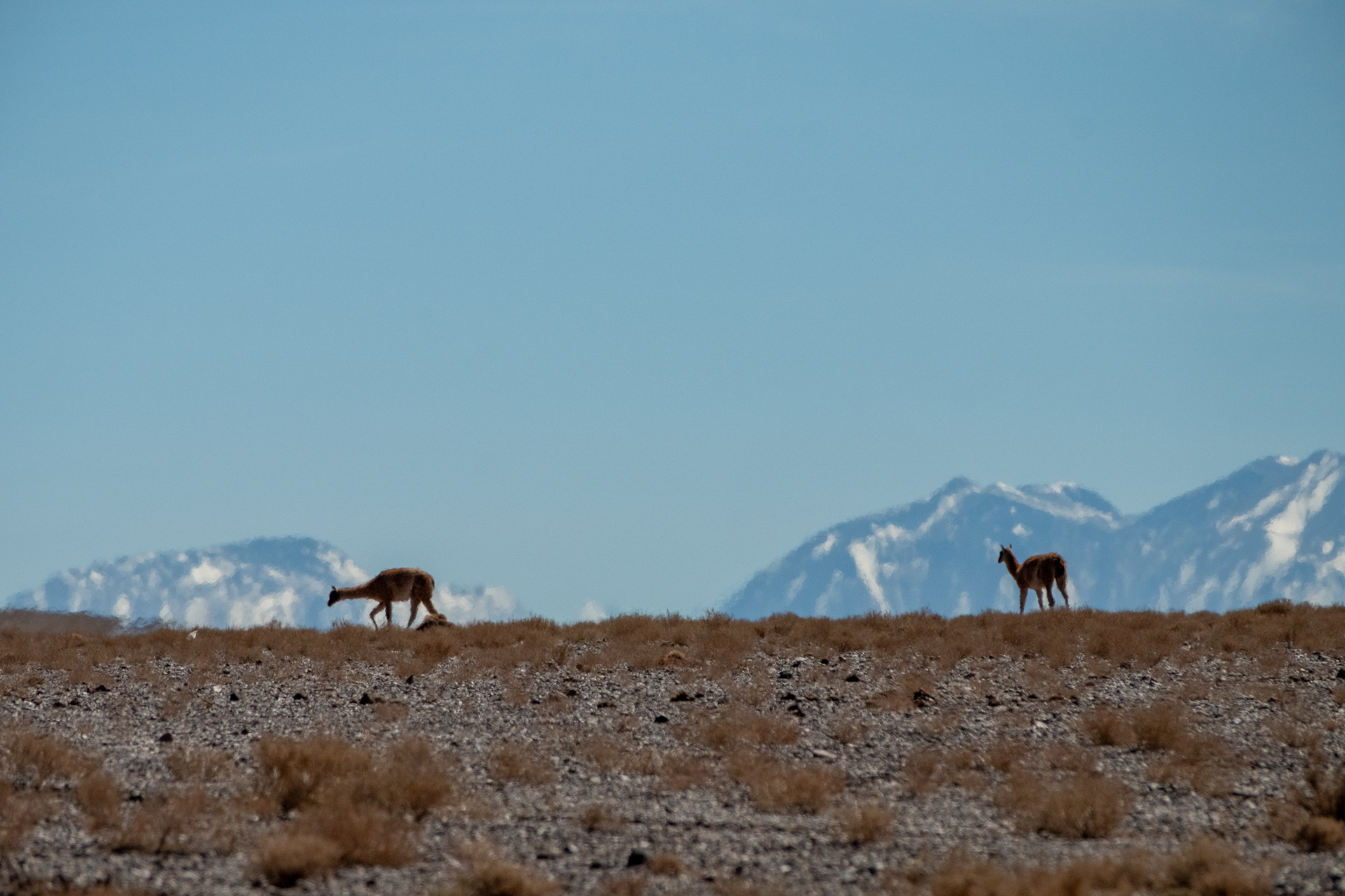 Guanacos en la ruta rumbo a Petroglifos de Yerbas Buenas