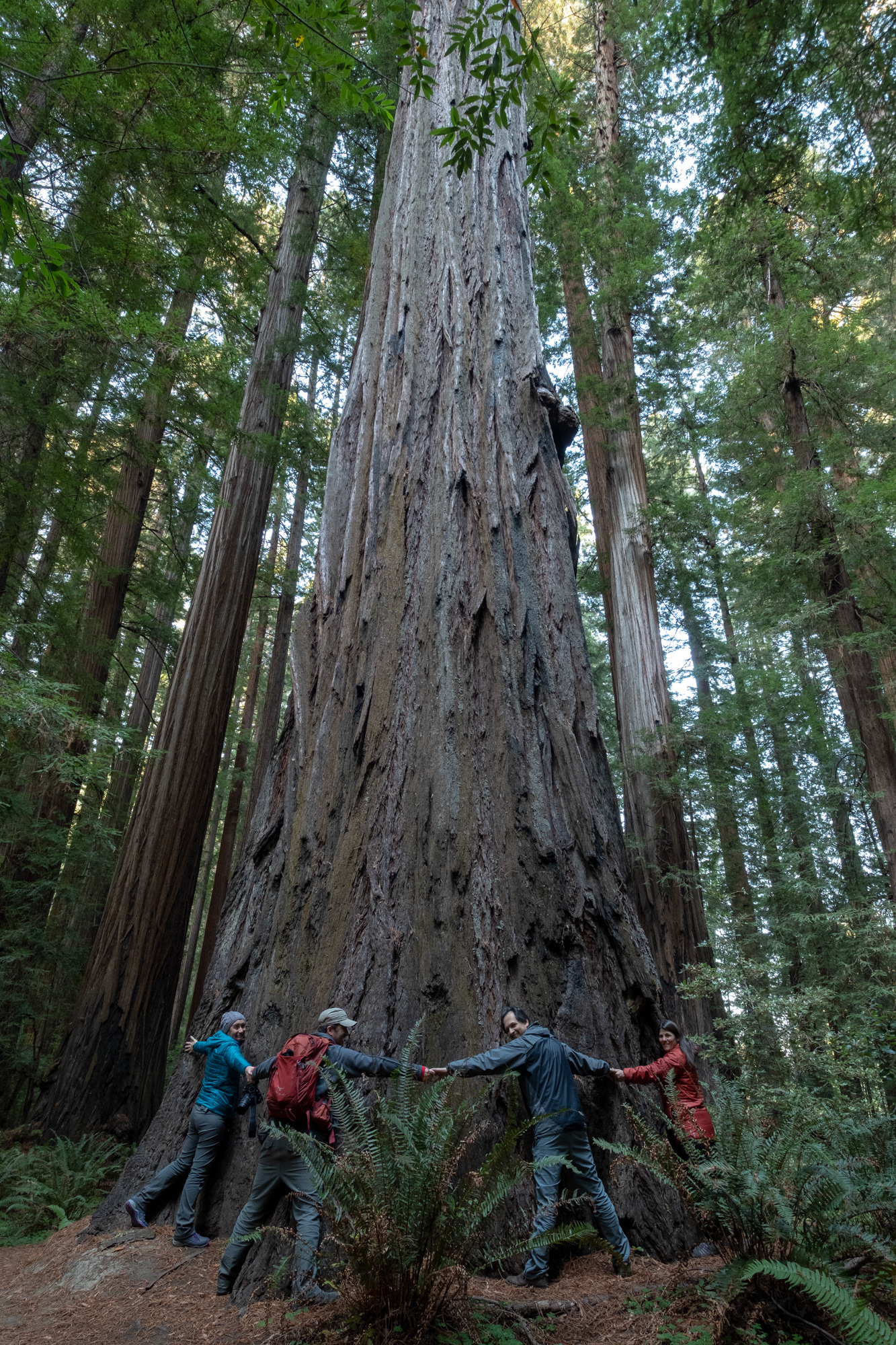 Trillo Founder's grove