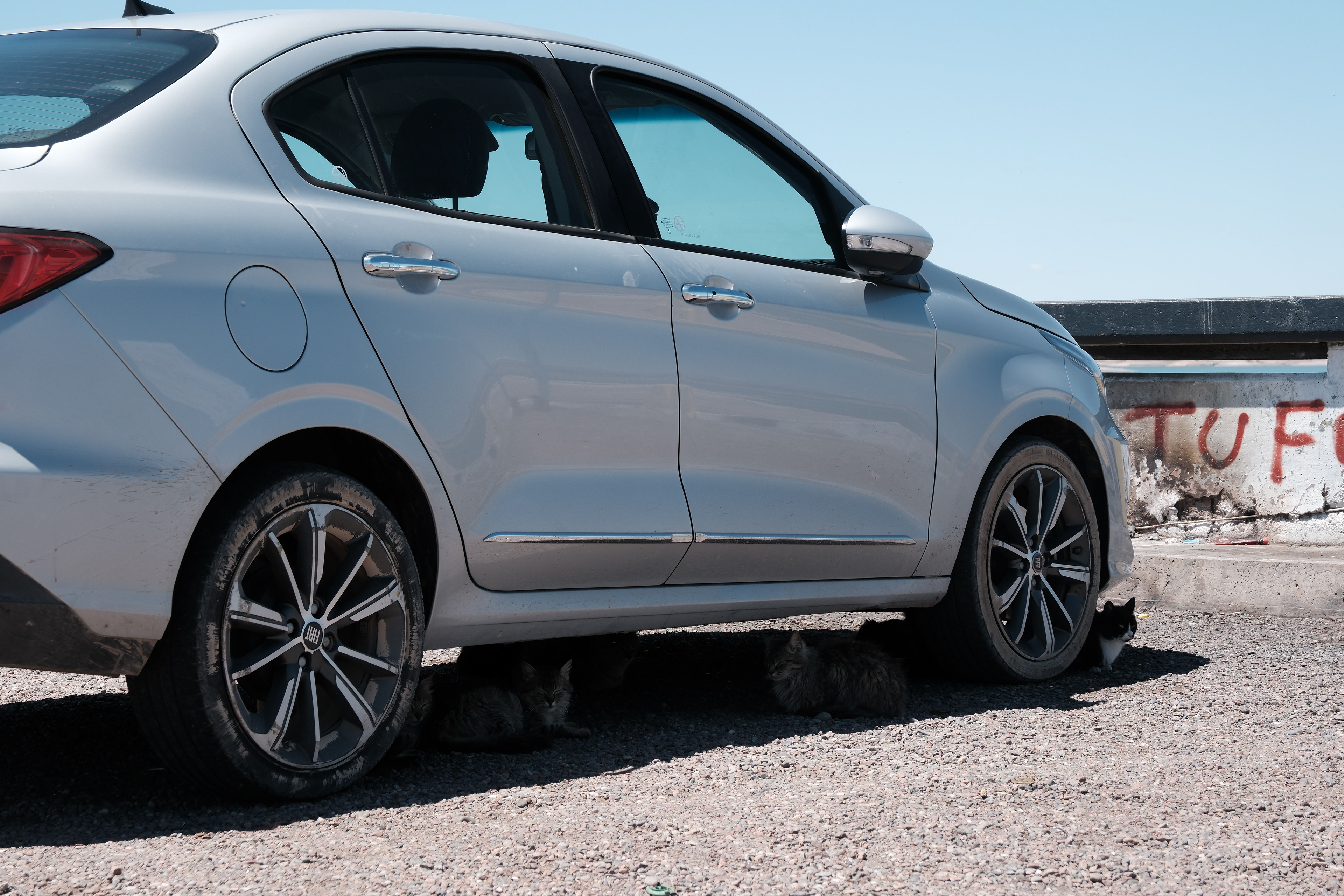 El Carrizal de Abajo - Gatos bajo el auto