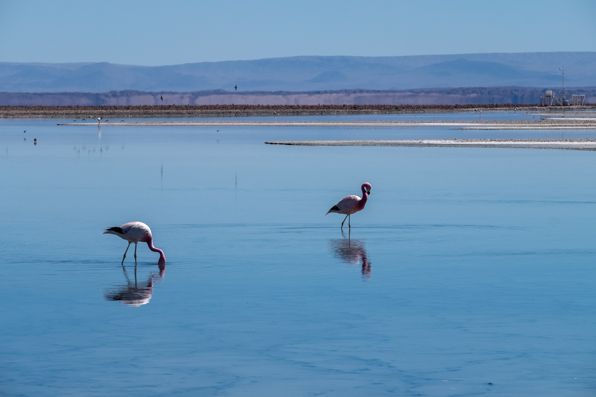 Laguna Chaxa