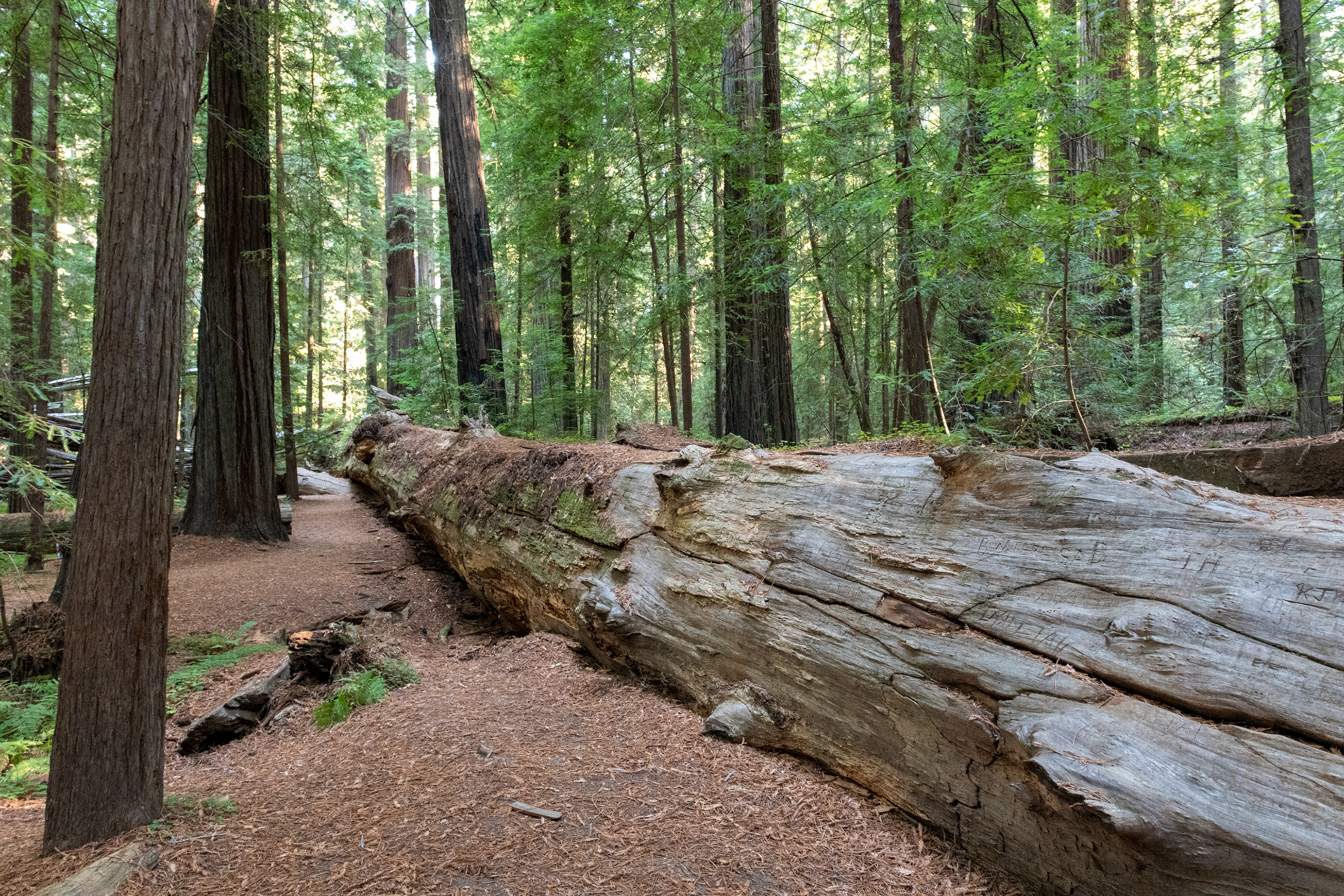 Trillo Founder's grove