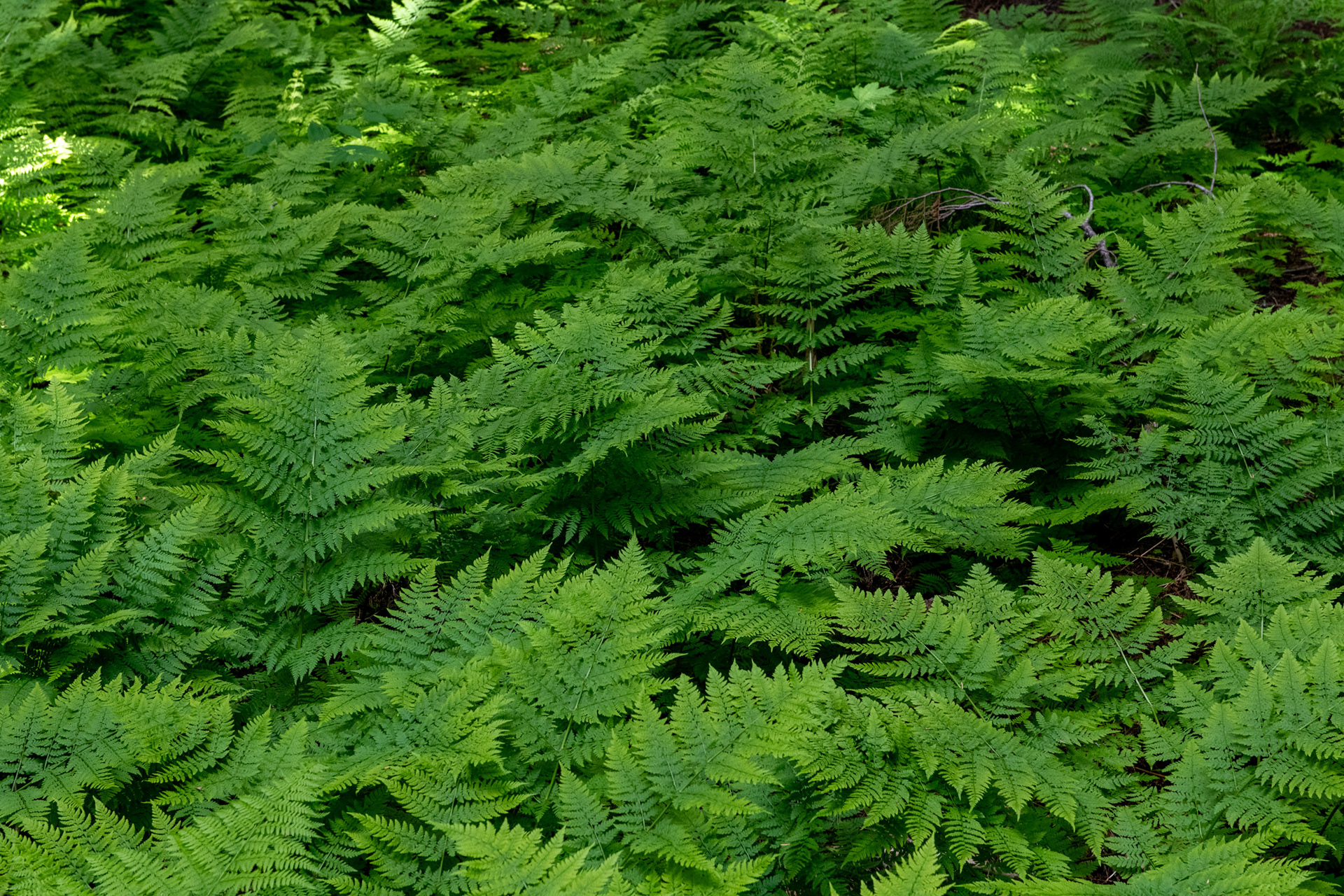 Hemlock Grove - bosque de Cedros