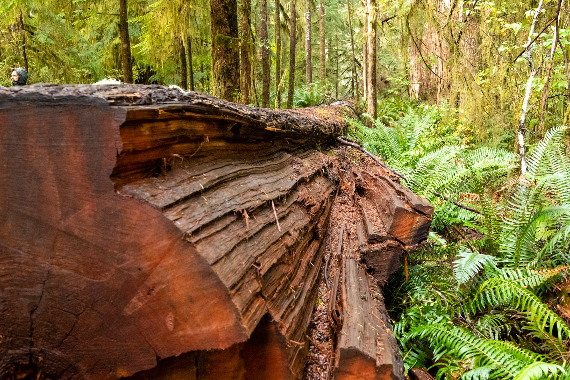 Trillo Rainforest Nature - Lago Quinault, WA