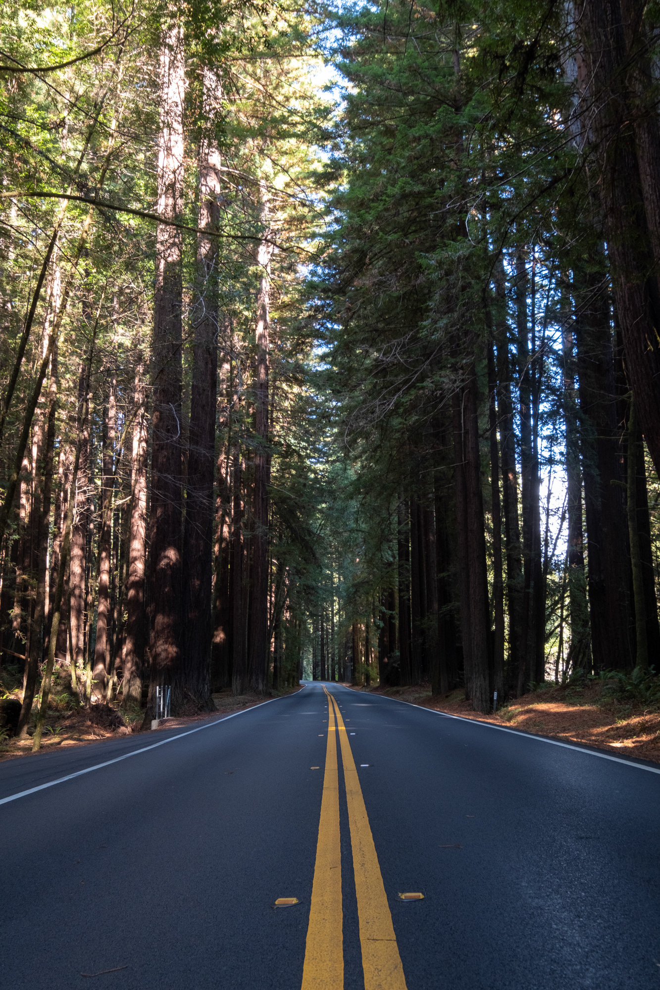 Ruta 128W - Sequoias