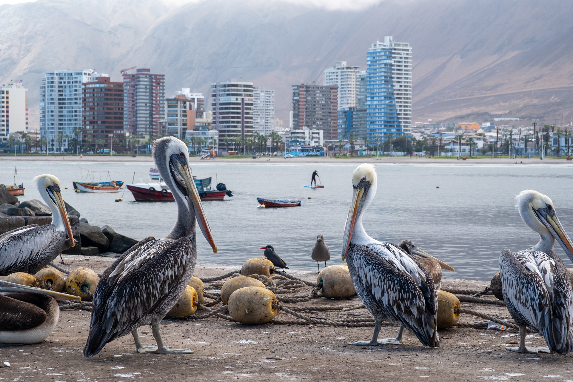 Peninsula Cavancha