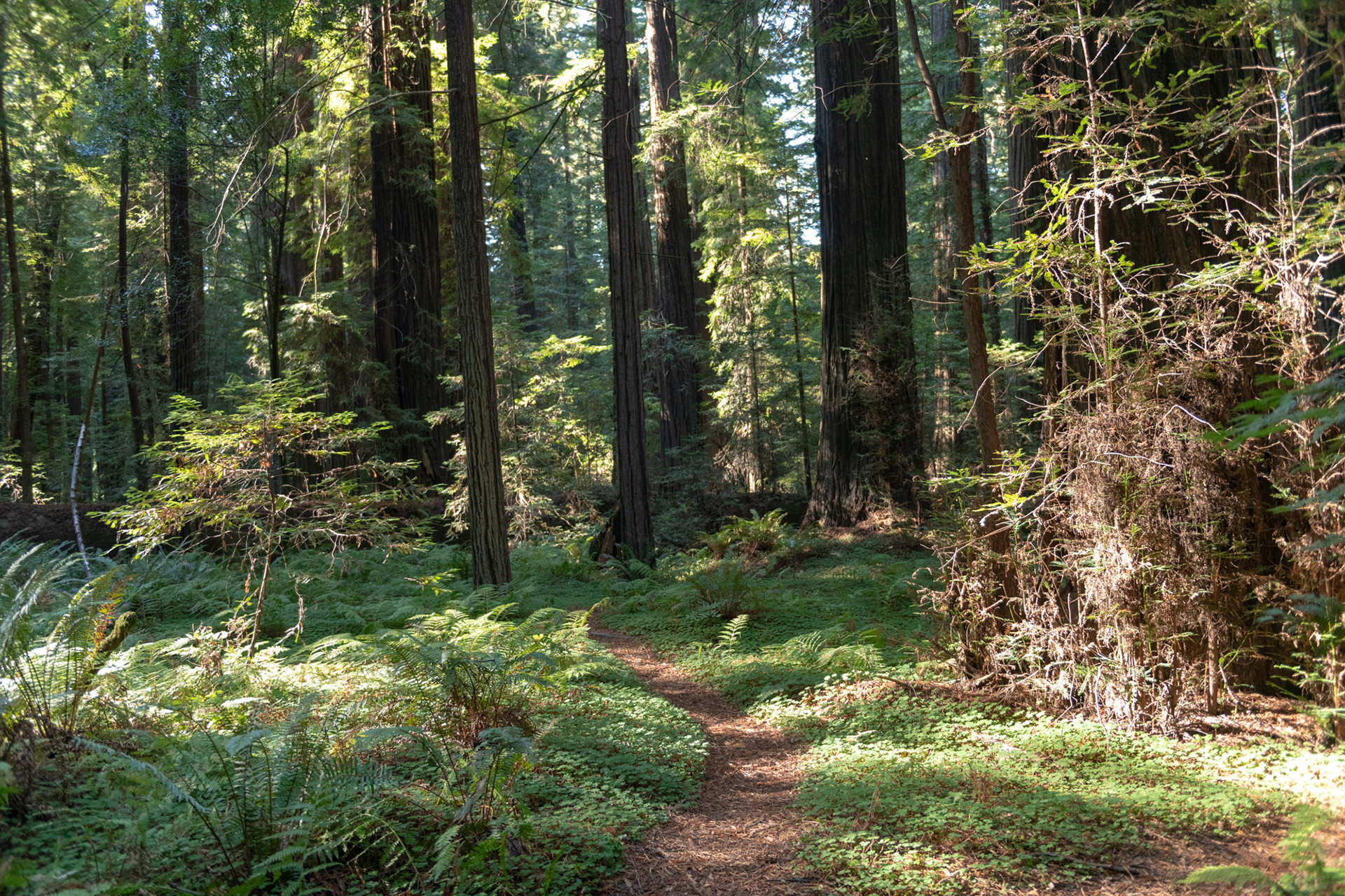 Trillo Founder's grove