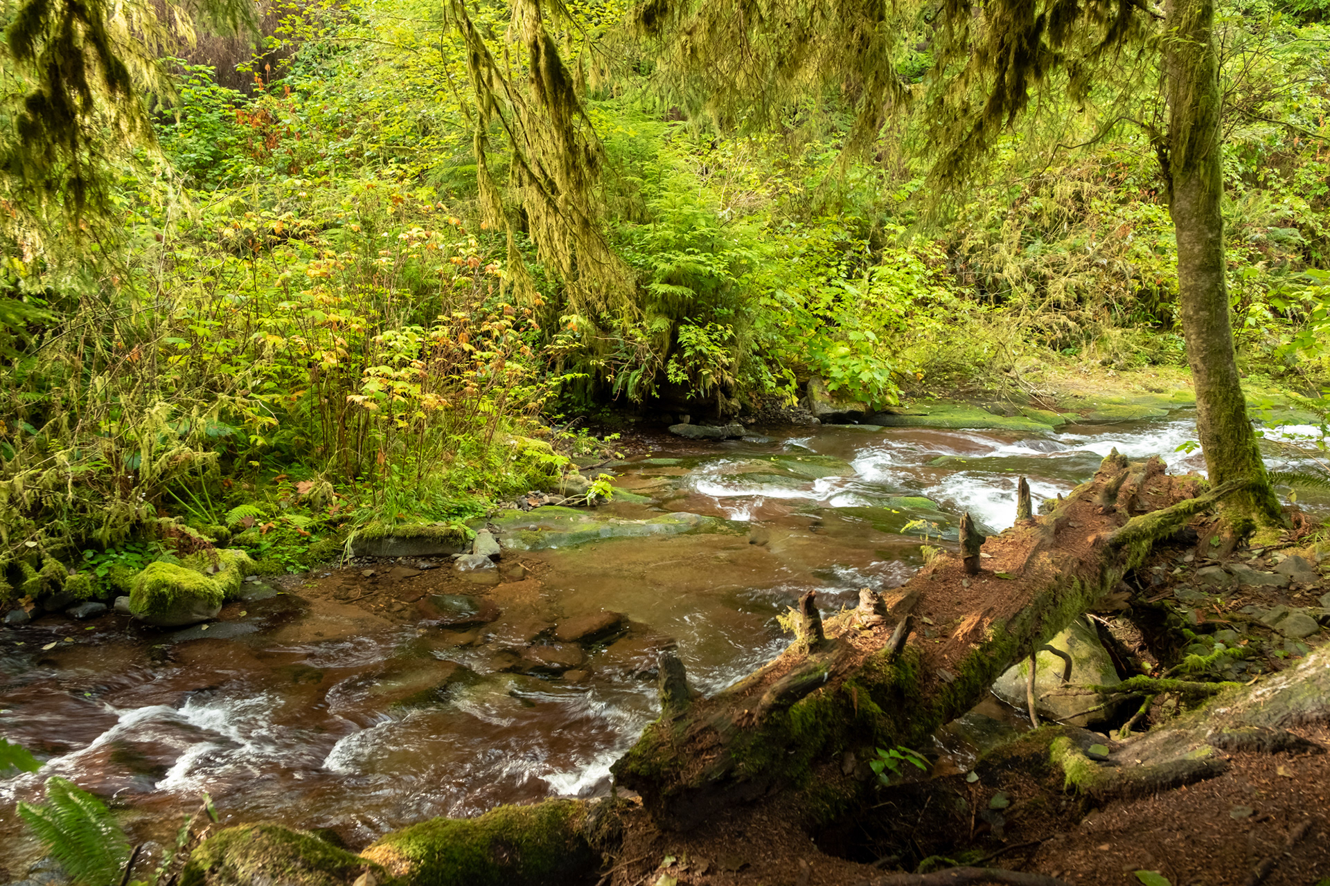 Oswald West State Park