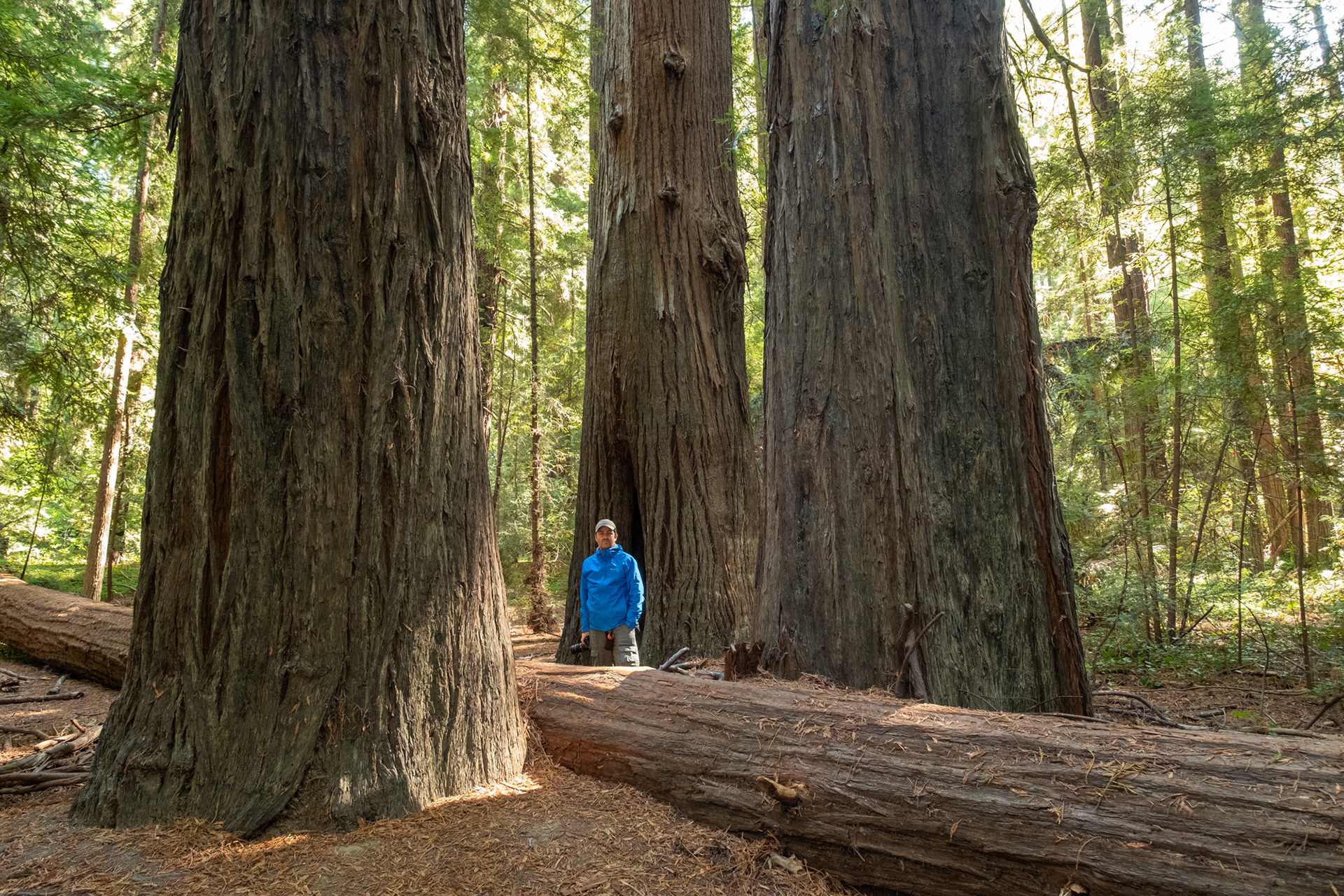  Humboldt Redwoods - Lane Grove - sequoias