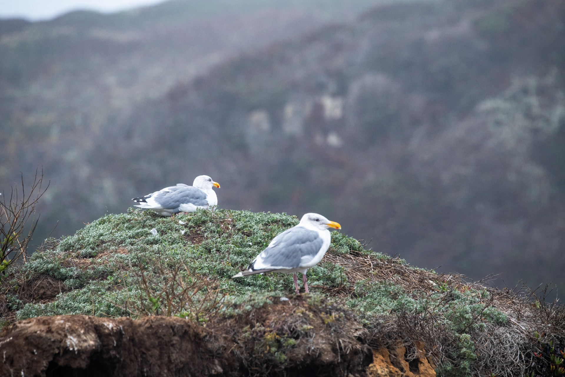 Costa de California, cerca de Mendocino
