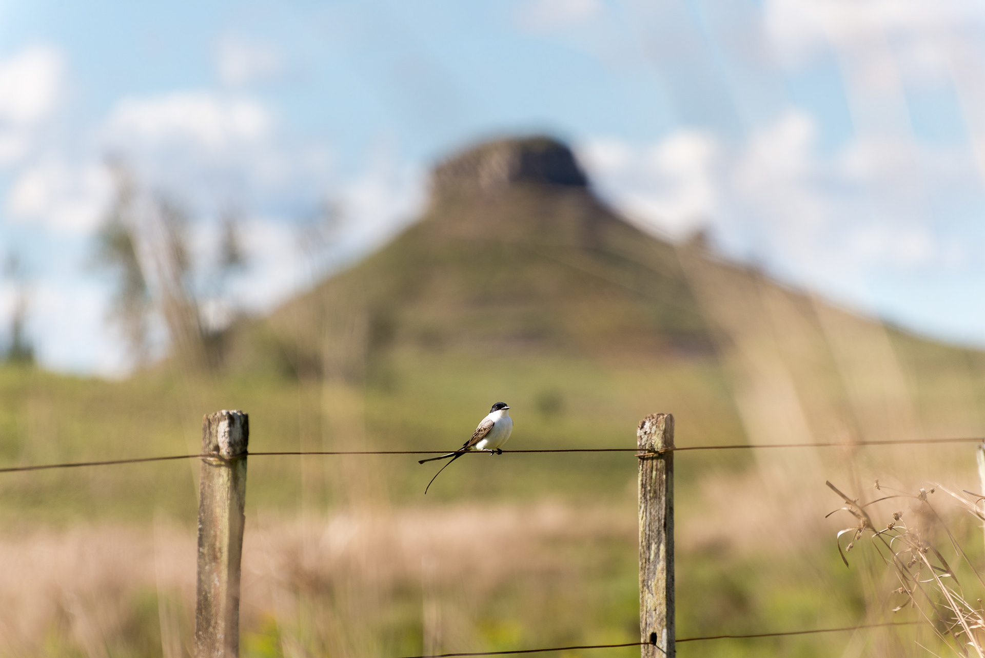 Batovi - A small bird called "tijereta" is seen on a fence with the Batovi hill on the background, pretty close to Tacuarambó city, Tacuarembó, Uruguay.