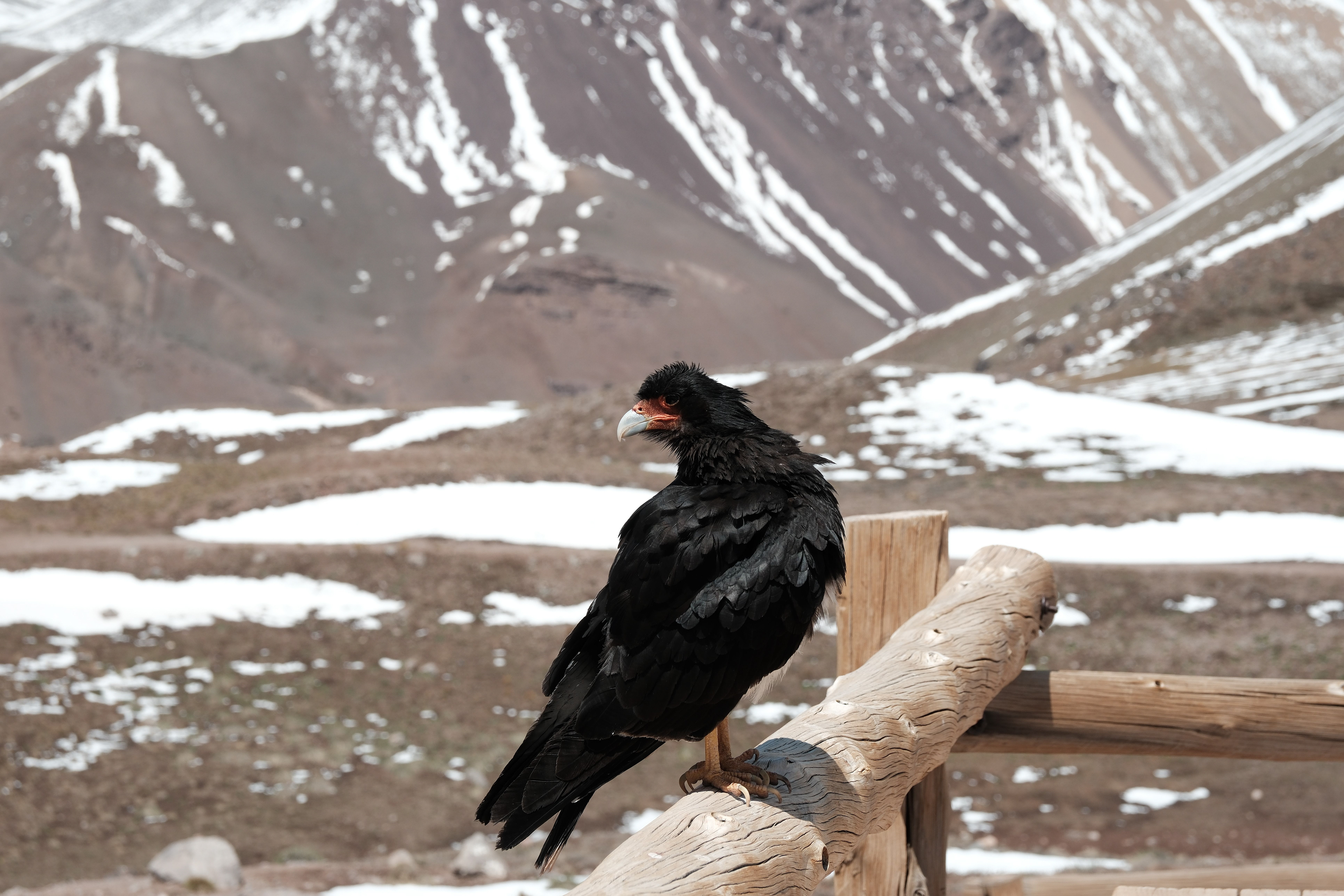 Matamico andino - Parque Provincial Aconcagua