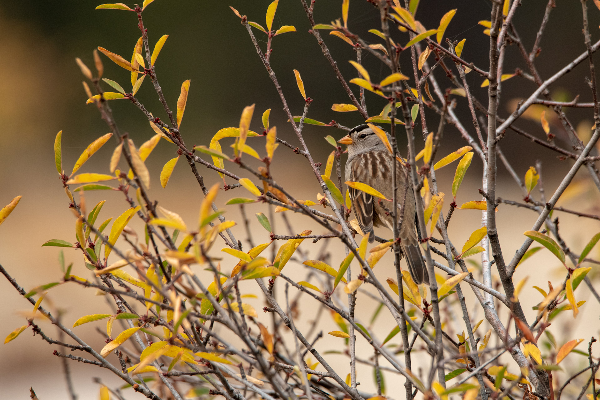Yosemite - Trillo hacia Taft Point