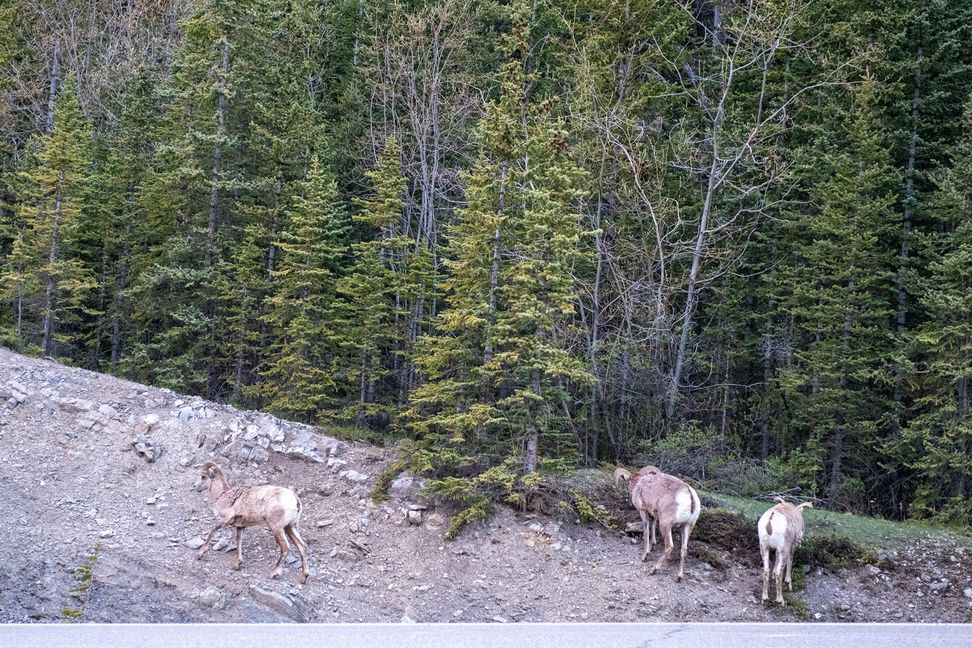 Camino a Jasper - Big Horn Sheeps