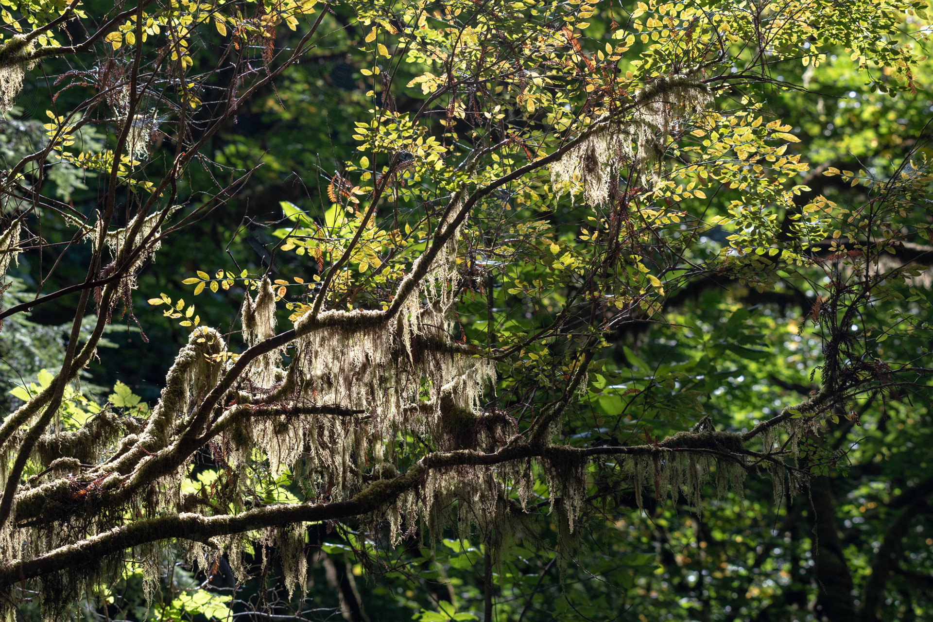 Hunnewell-Donald Memorial grove - trillo Big Tree