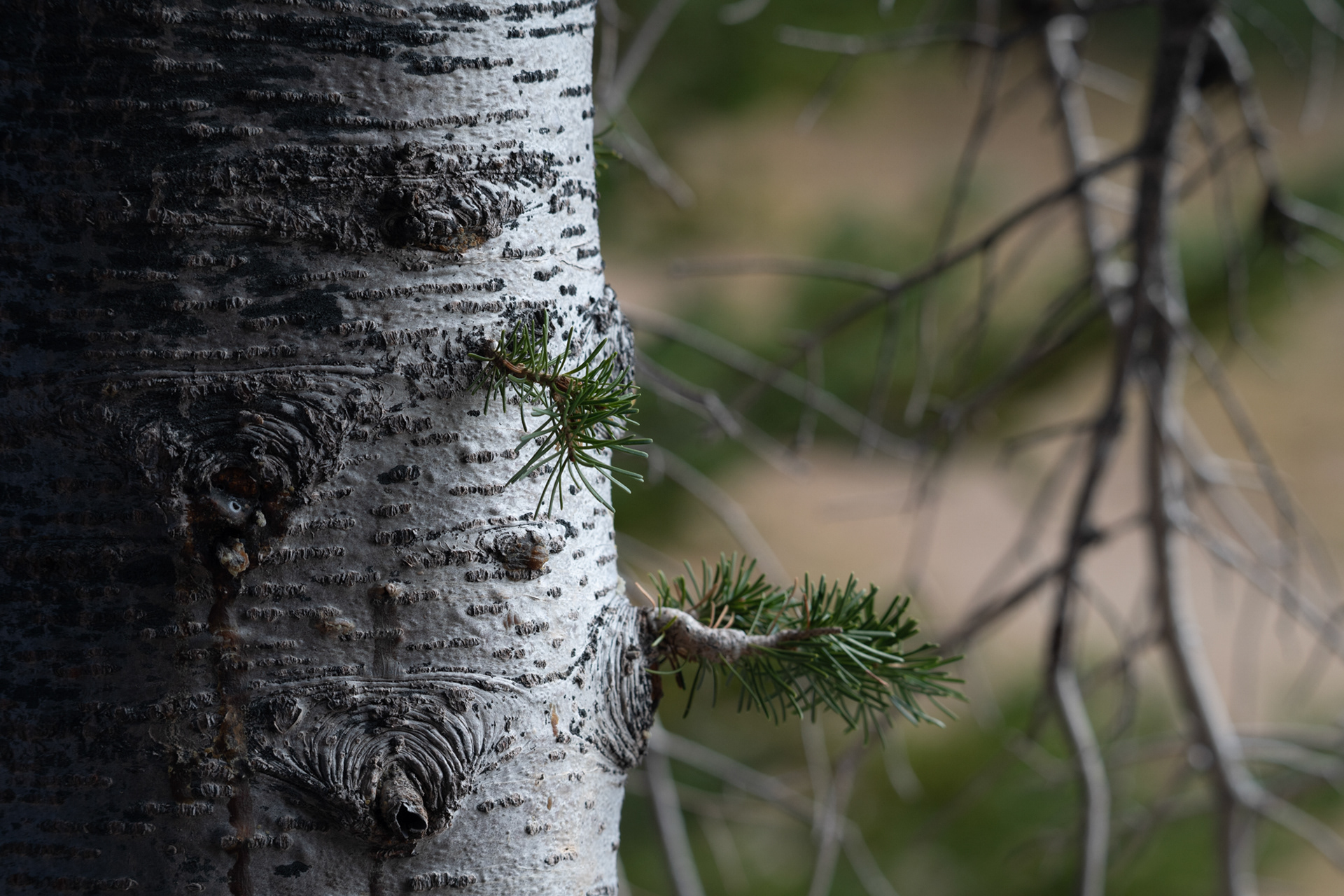 Crater Lake National Park