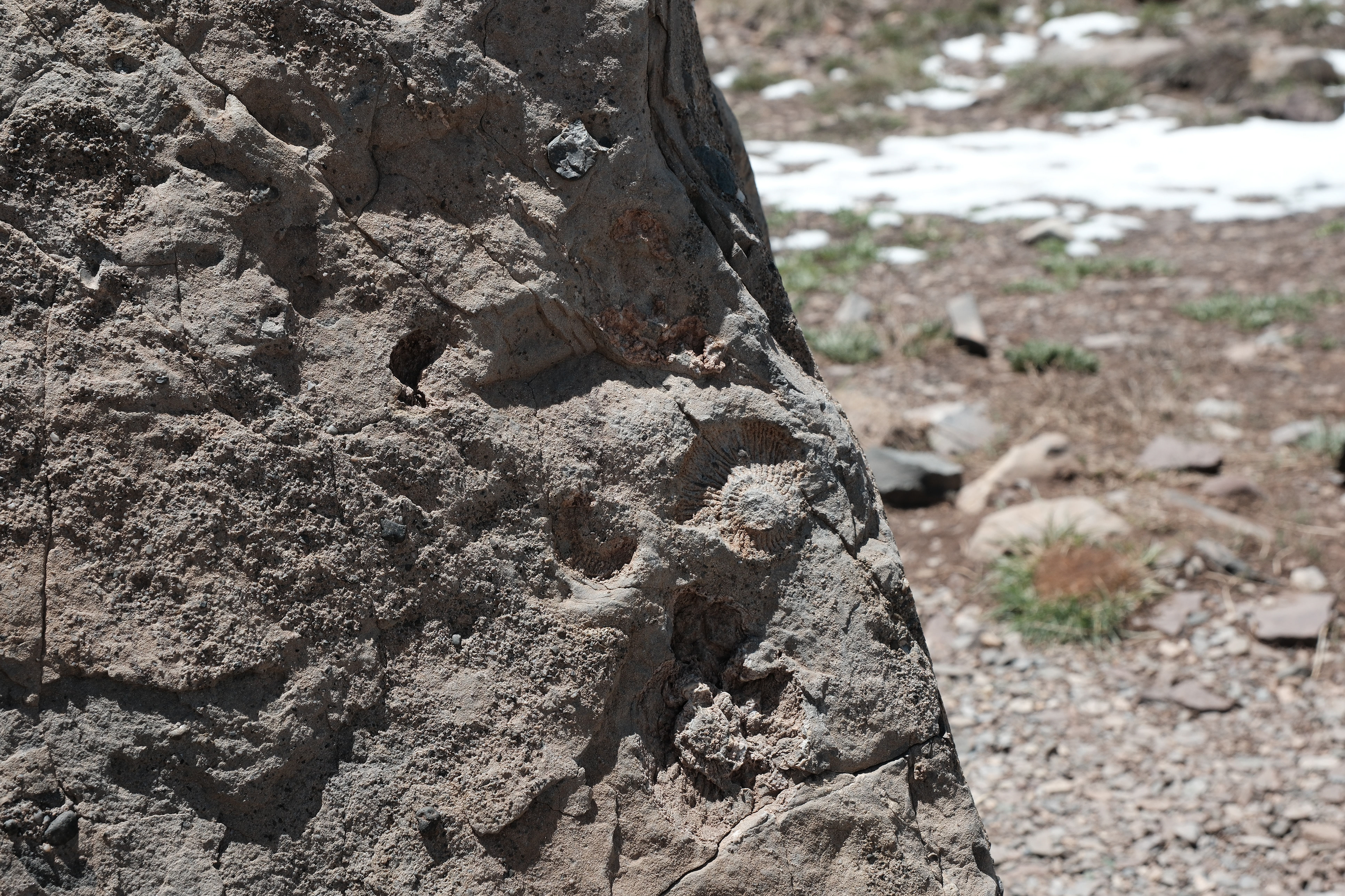Fósiles - Parque Provincial Aconcagua