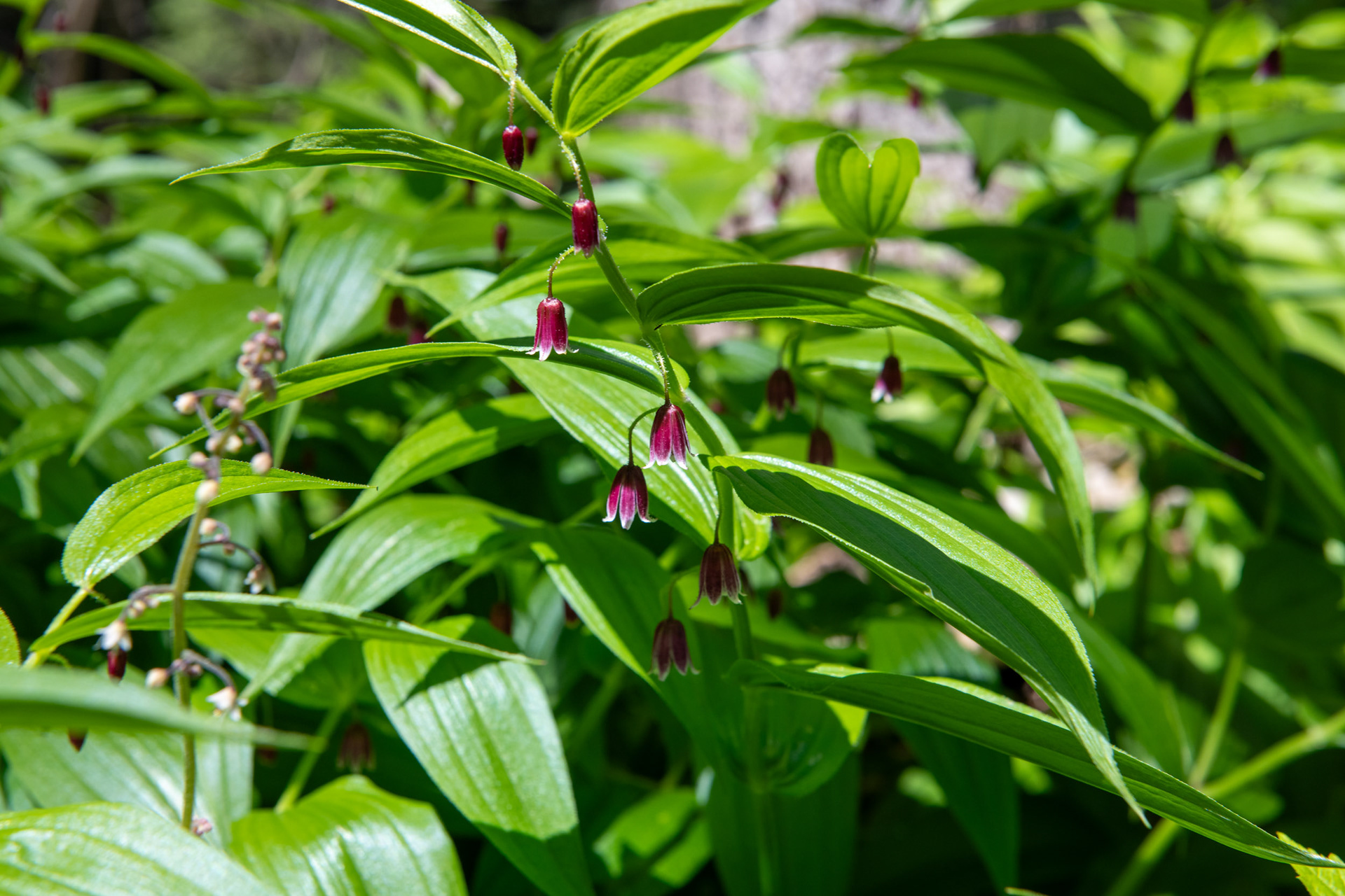 Glacier Nat. Park - bucle Brook