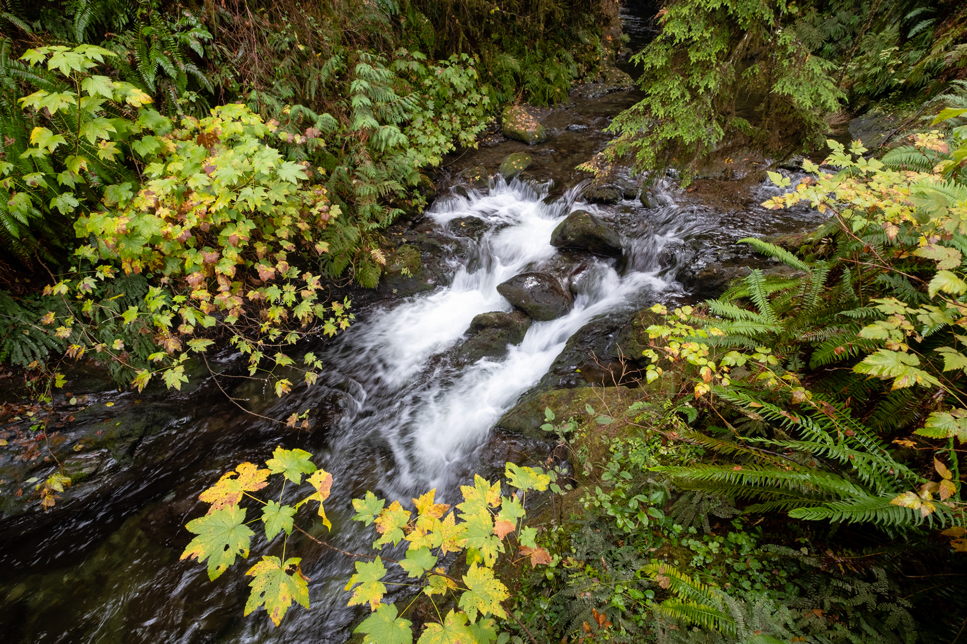 Willaby creek falls - Trillo Rainforest Nature - Lago Quinault, WA