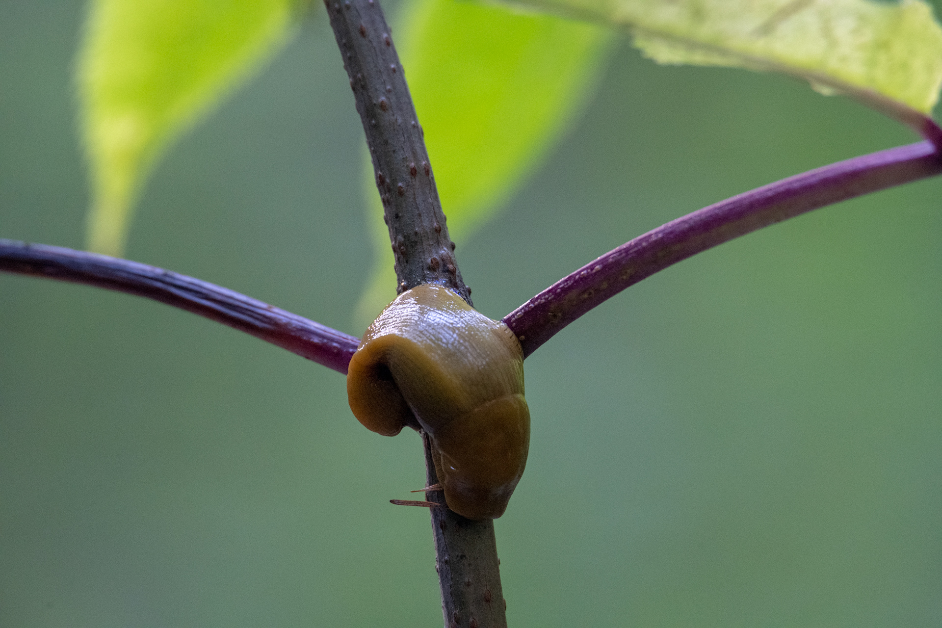 Jedediah Smith Reedwoods State Park