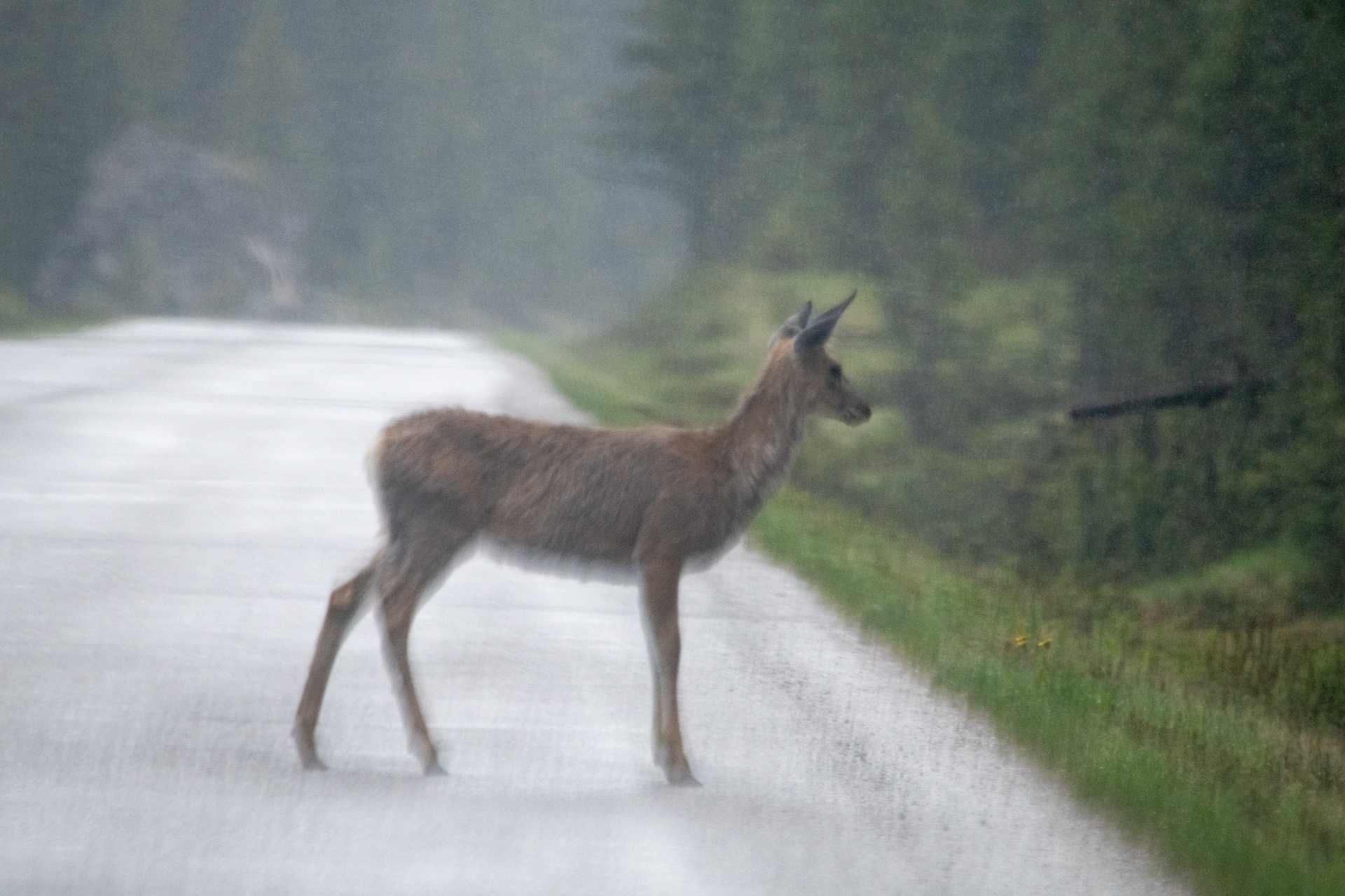 Ciervo mula (mule deer)