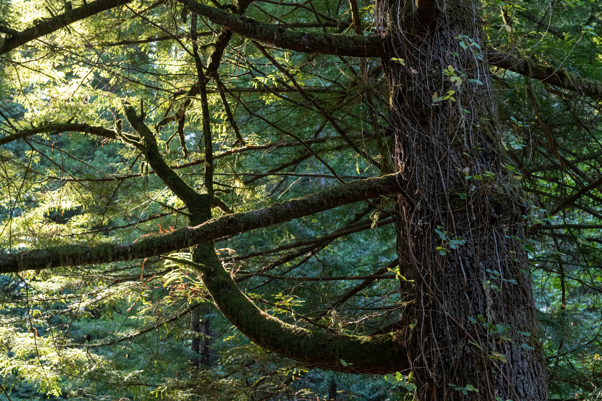  Humboldt Redwoods - Visitor Center