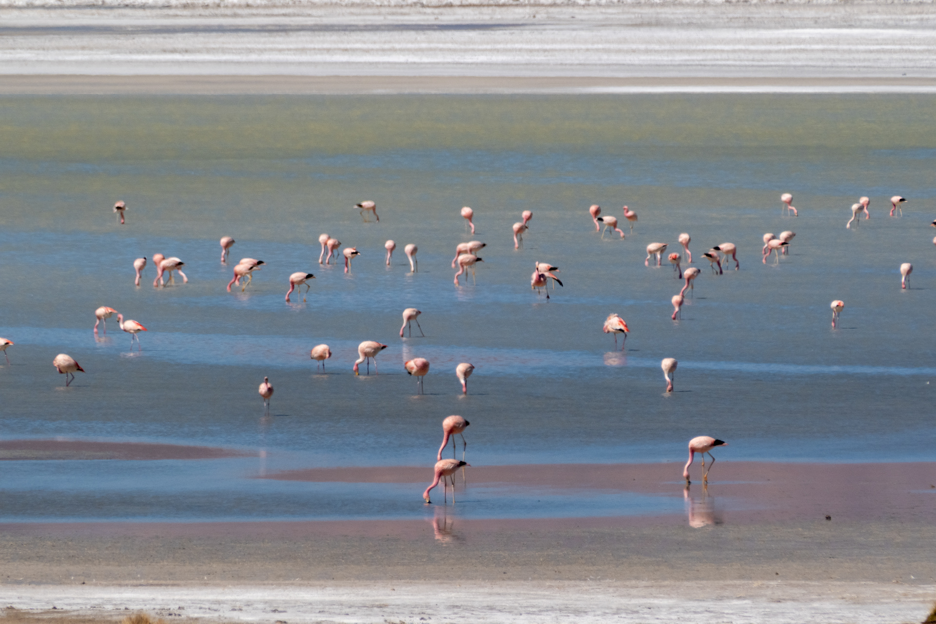 Salar del Huasco