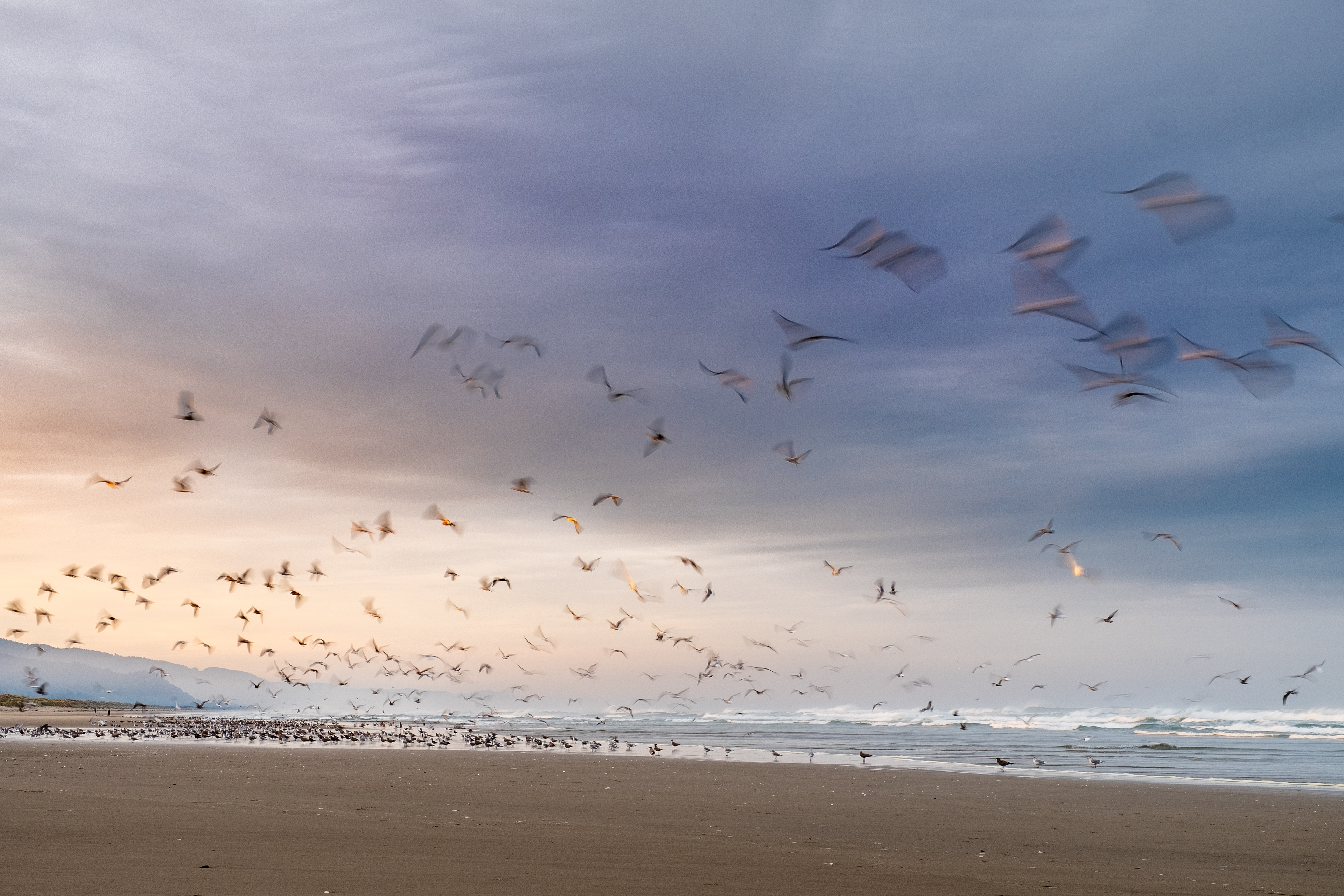 Beautiful and quiet sunrise at the beach, while a group of seagulls nest close by the waves and the myst rolls out in the distance. Manzanita, Oregon, USA
