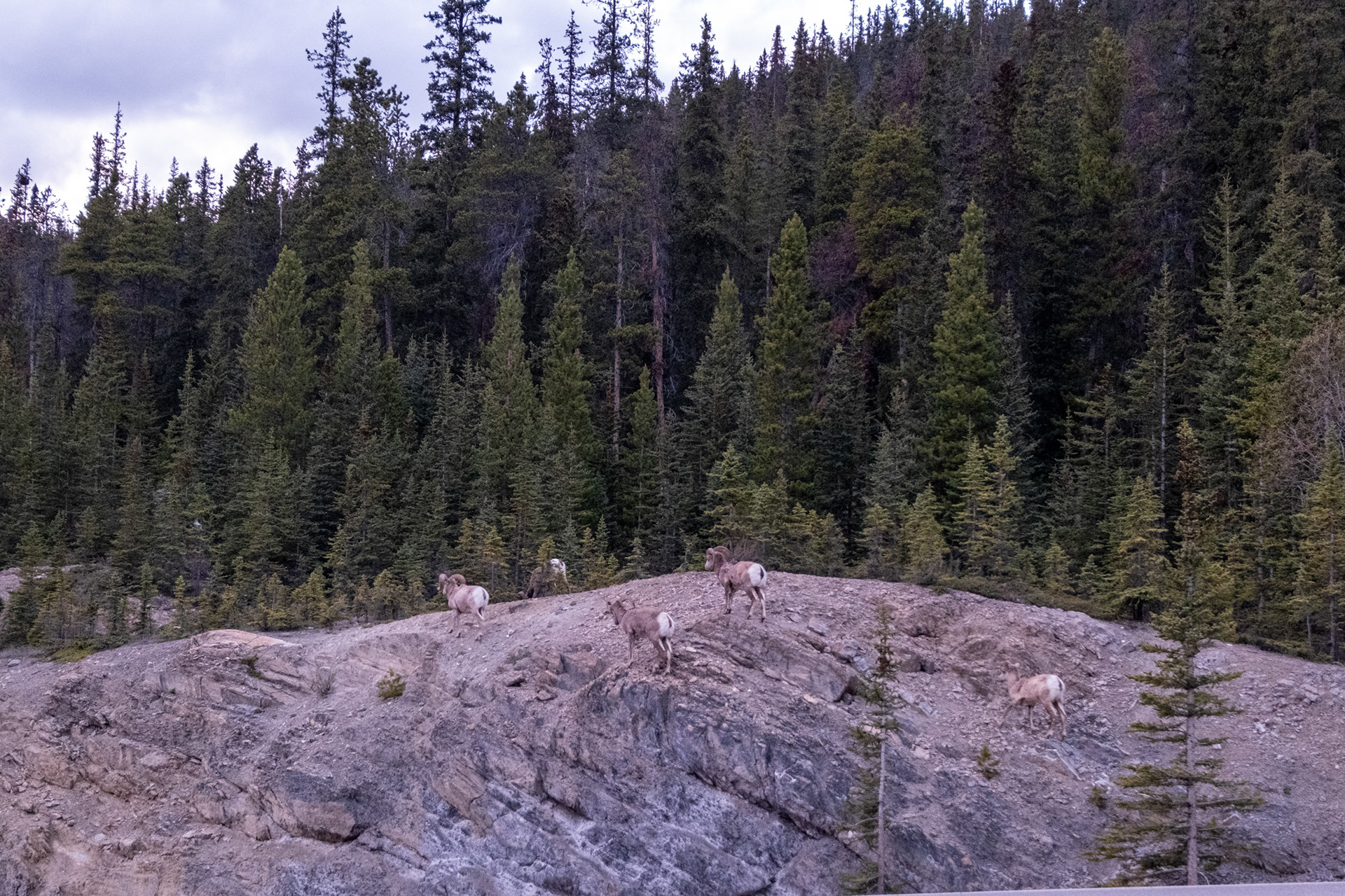 Camino a Jasper - Big Horn Sheeps