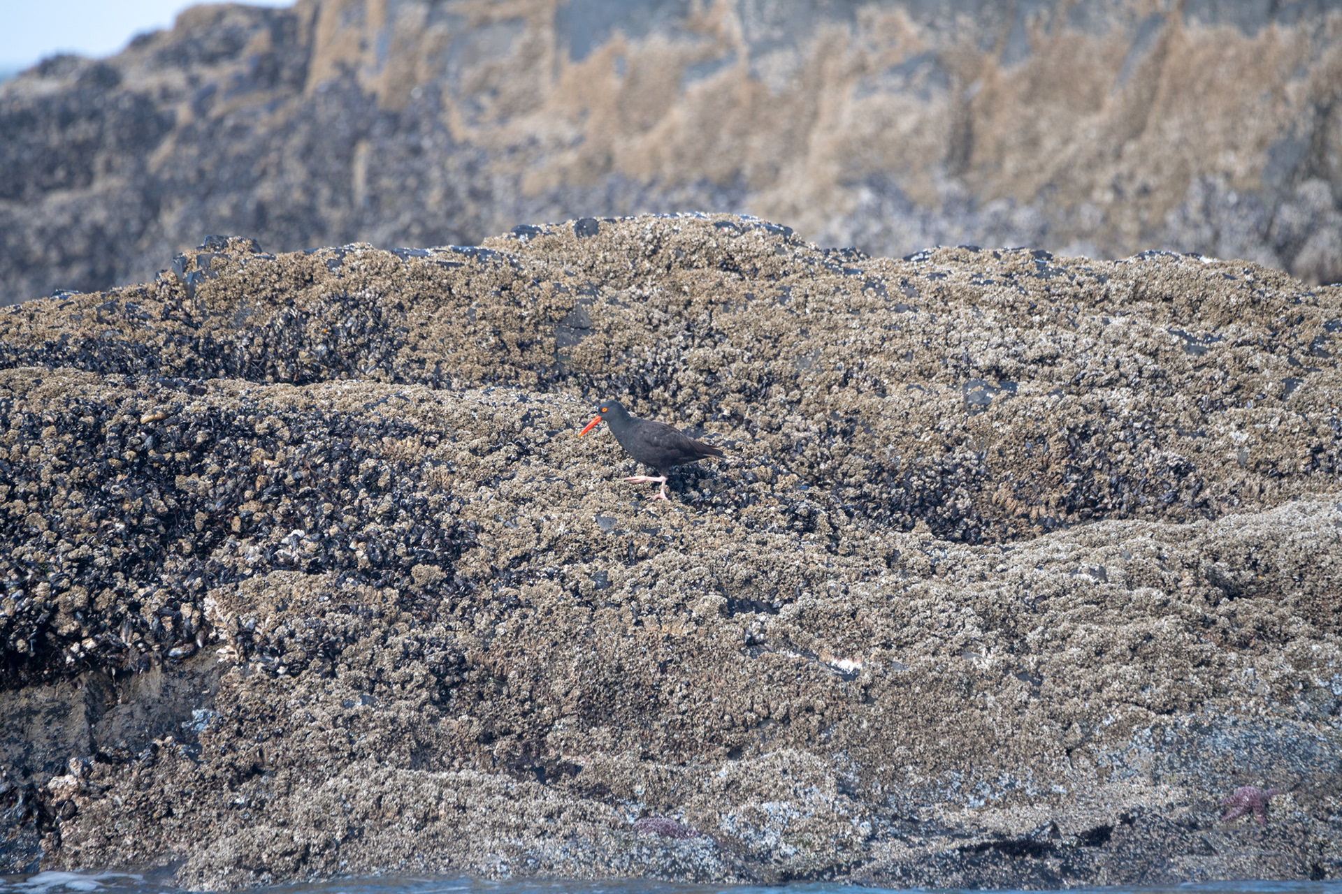 Seal Rock State Recreation Site