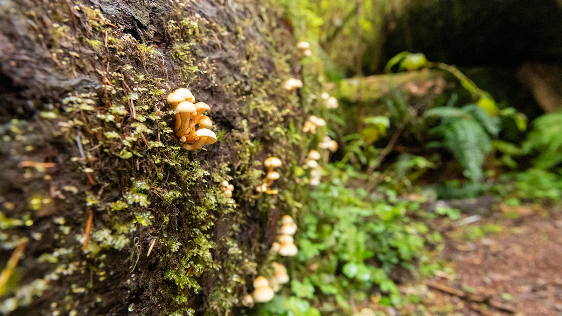 Trillo Rainforest Nature - Lago Quinault, WA