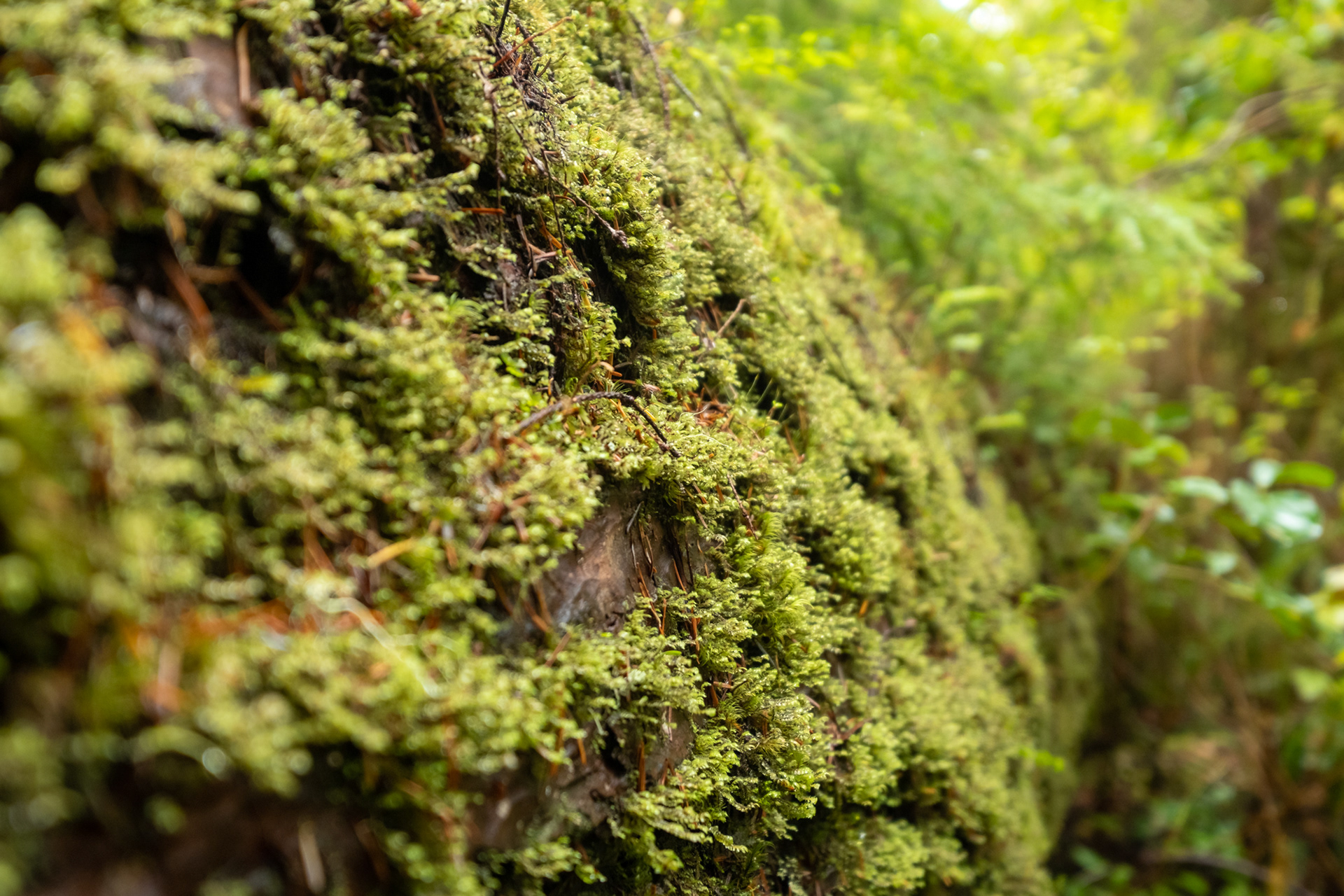 Trillo Rainforest Nature - Lago Quinault, WA