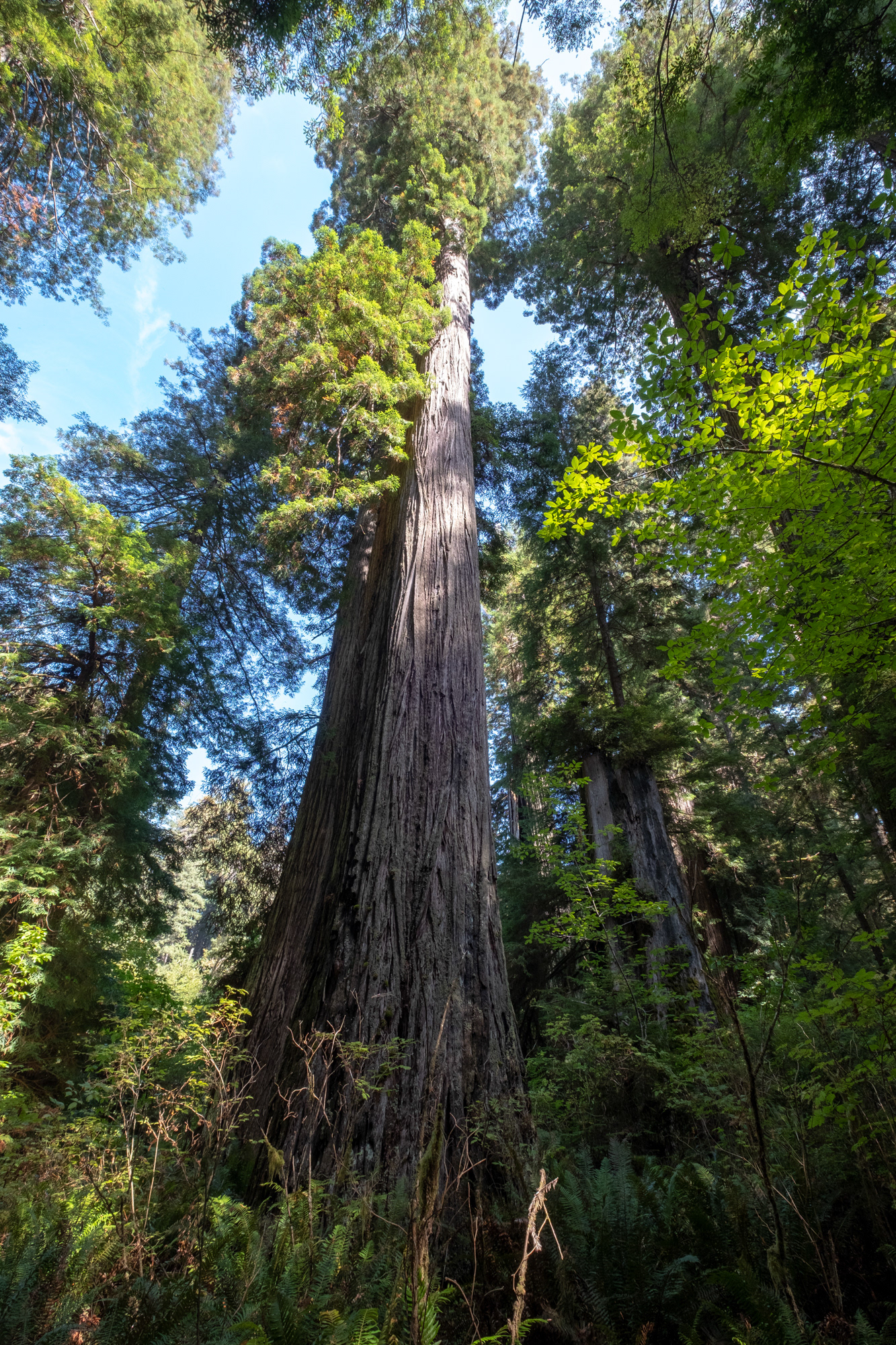 Hunnewell-Donald Memorial grove - trillo Big Tree