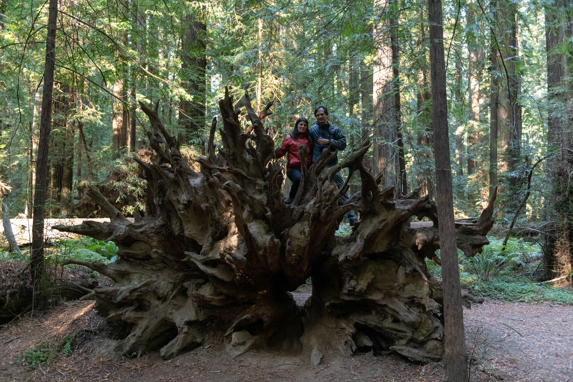 Trillo Founder's grove