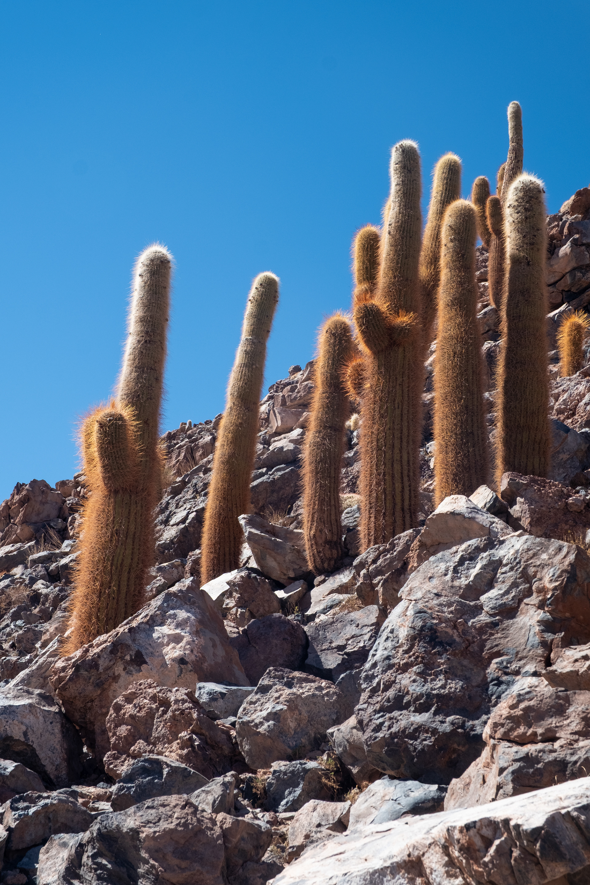 Valle de los Cactus