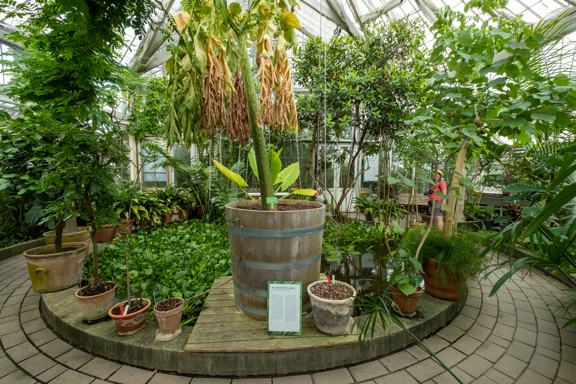 Jardín botánico - casa de palmeras