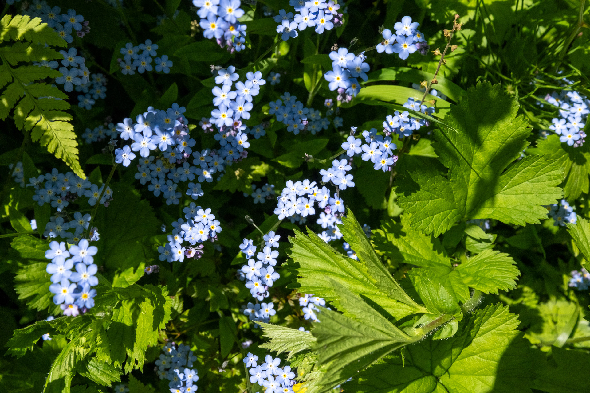 Glacier Nat. Park - bucle Brook