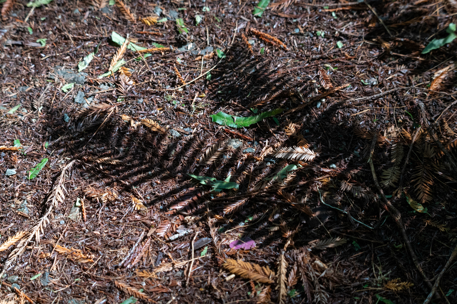 Hunnewell-Donald Memorial grove - trillo Big Tree
