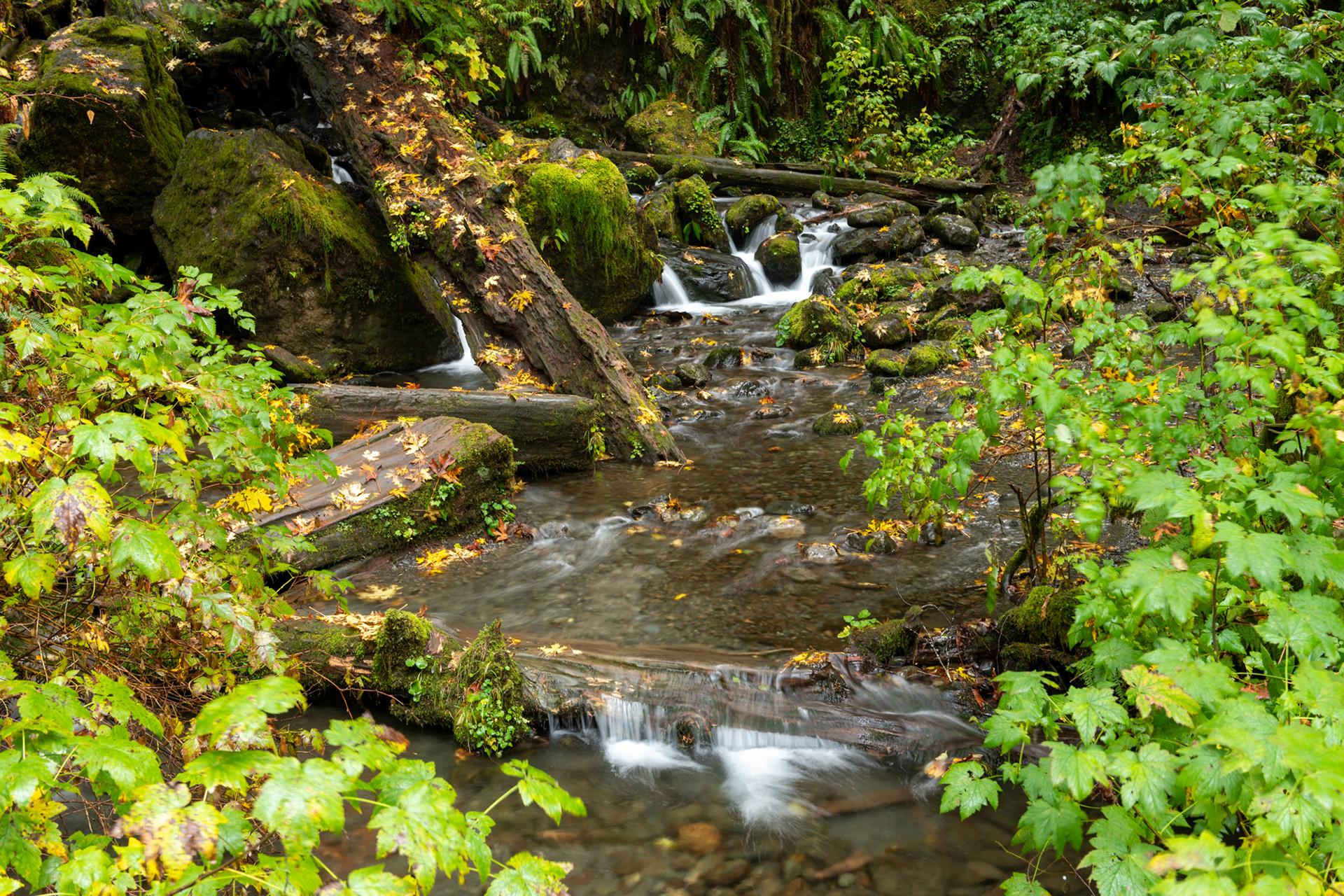 Merriman falls - Olympic National Park, WA