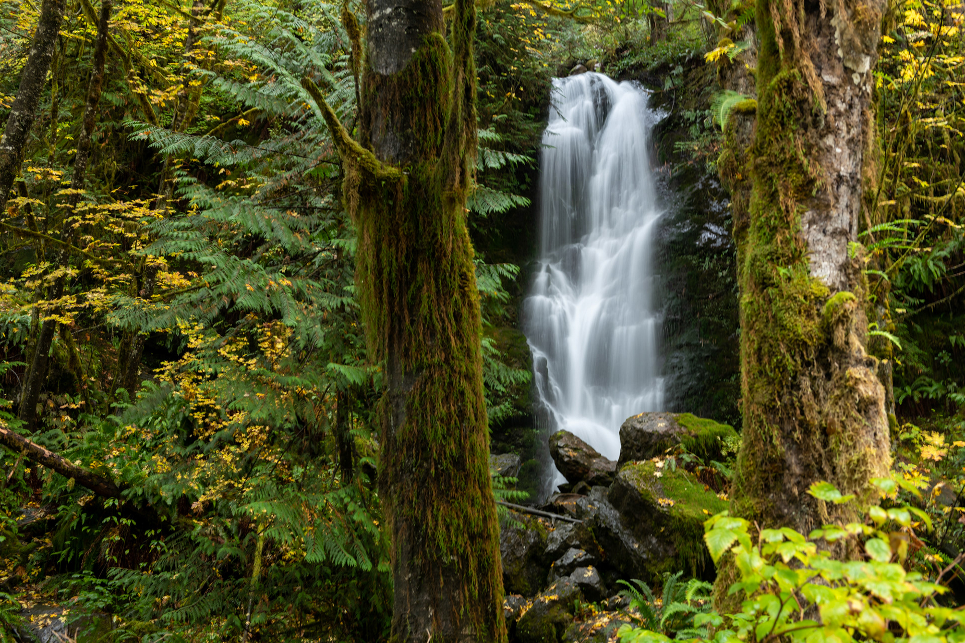 Merriman falls - Olympic National Park, WA