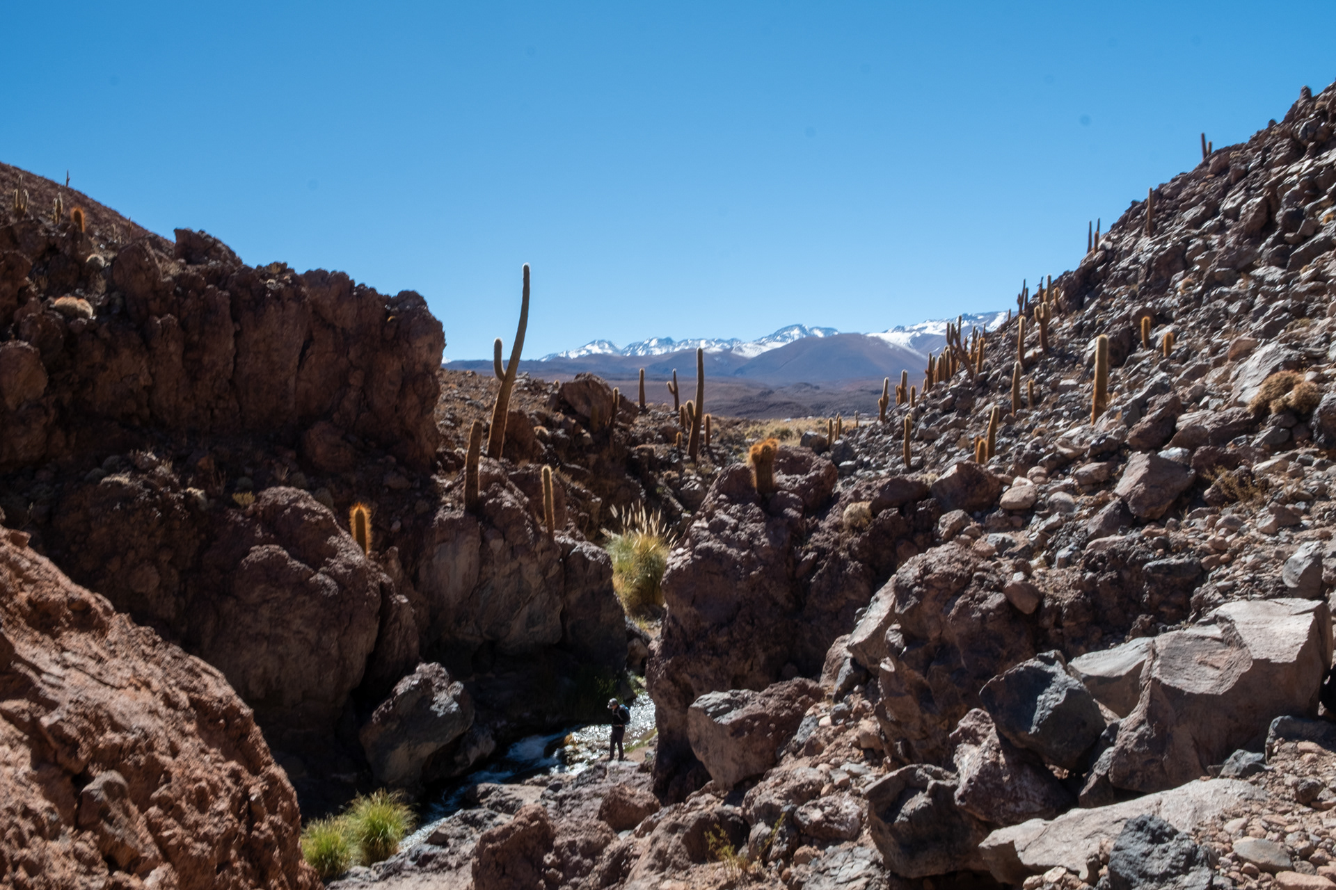 Valle de los Cactus
